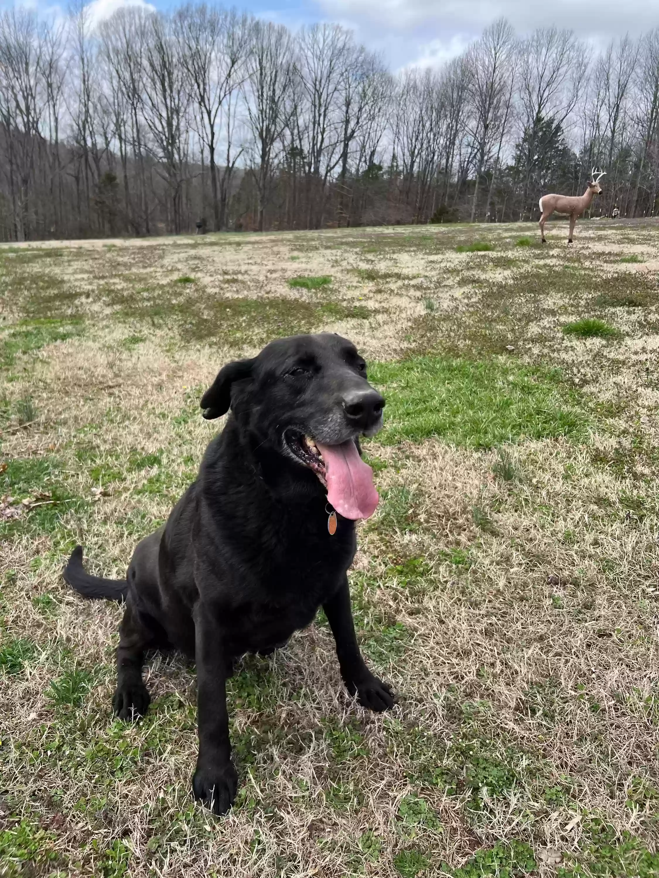 adoptable Dog in Greenbrier,TN named Gunner