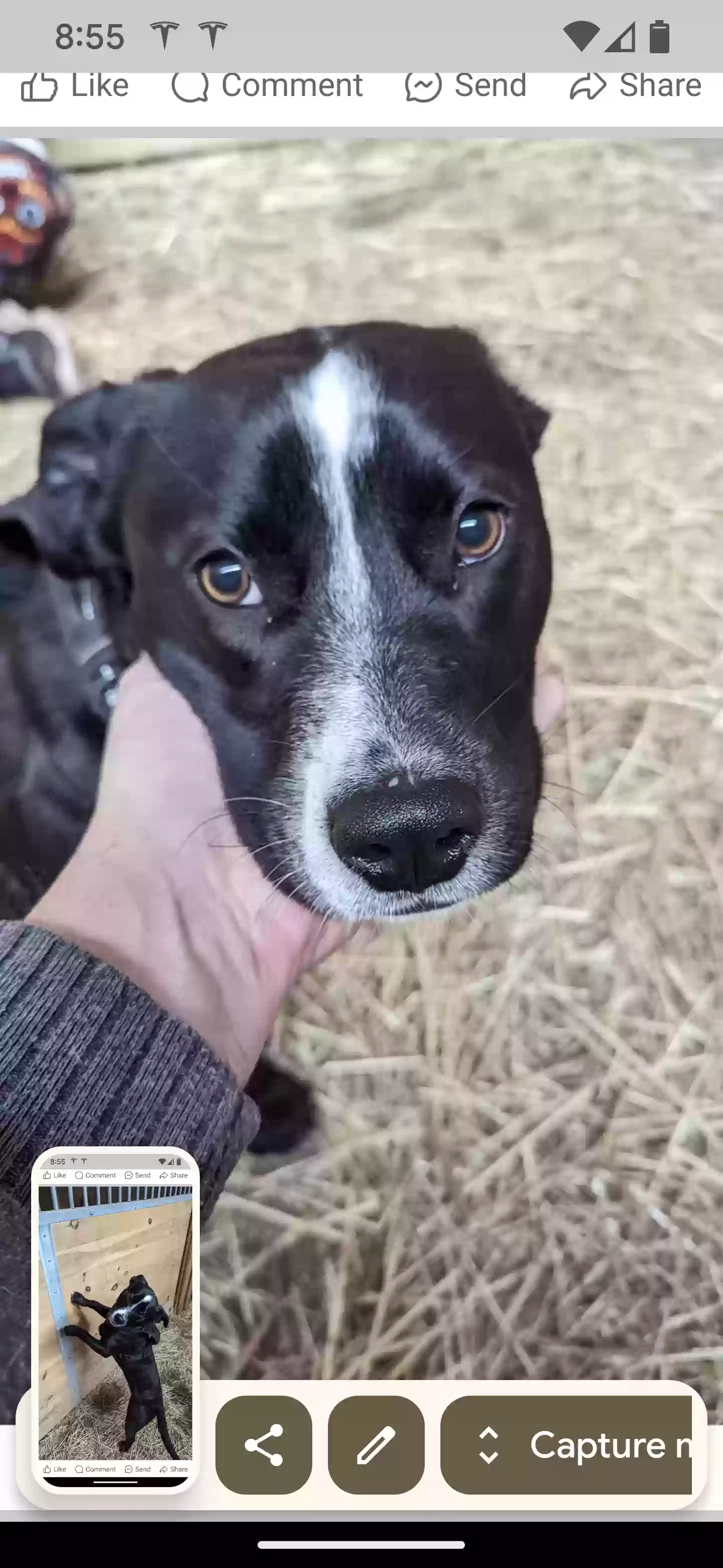 adoptable Dog in Ringtown,PA named Daisy