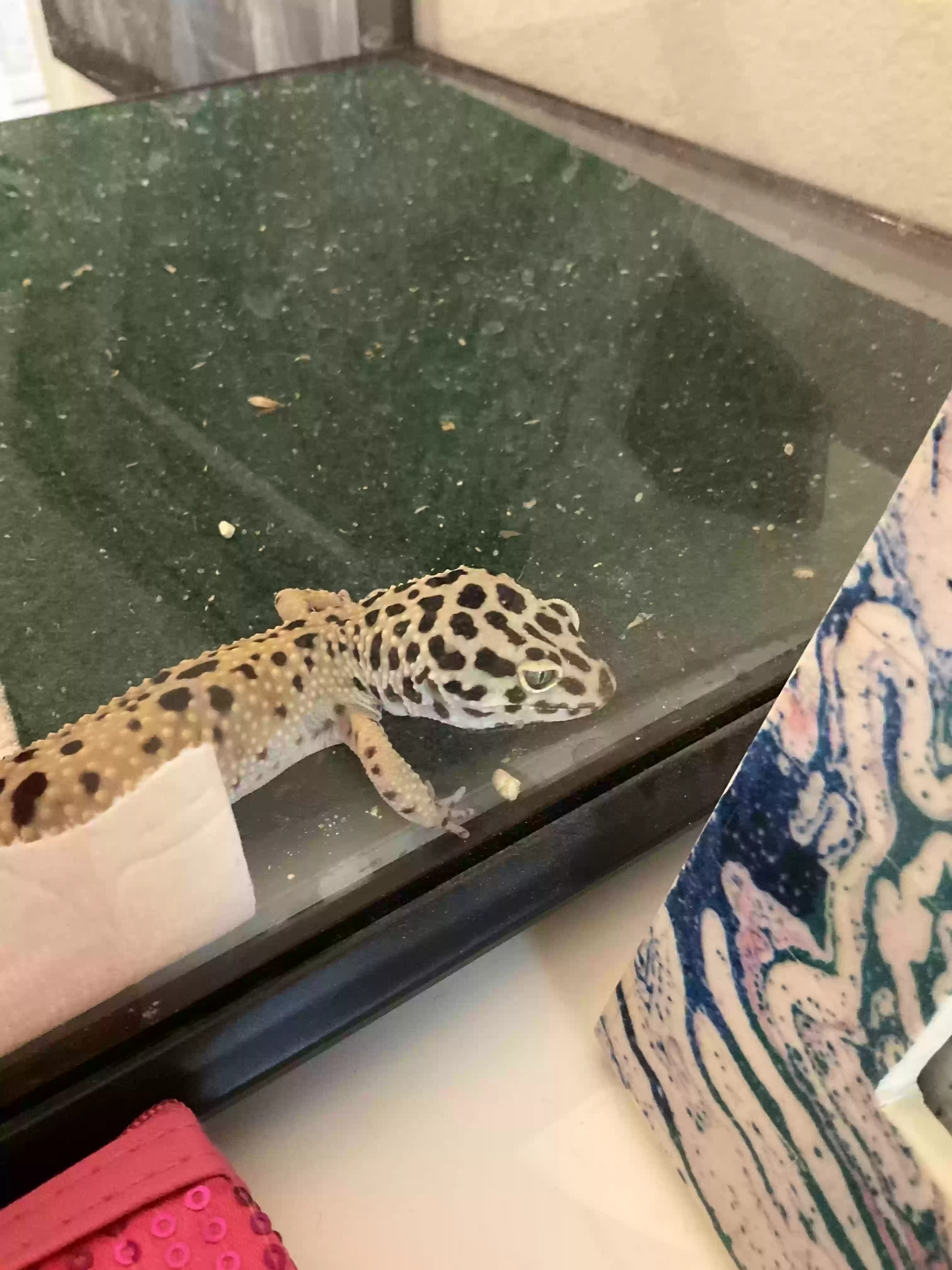 adoptable Reptile in Boulder,CO named graphic and scetch
