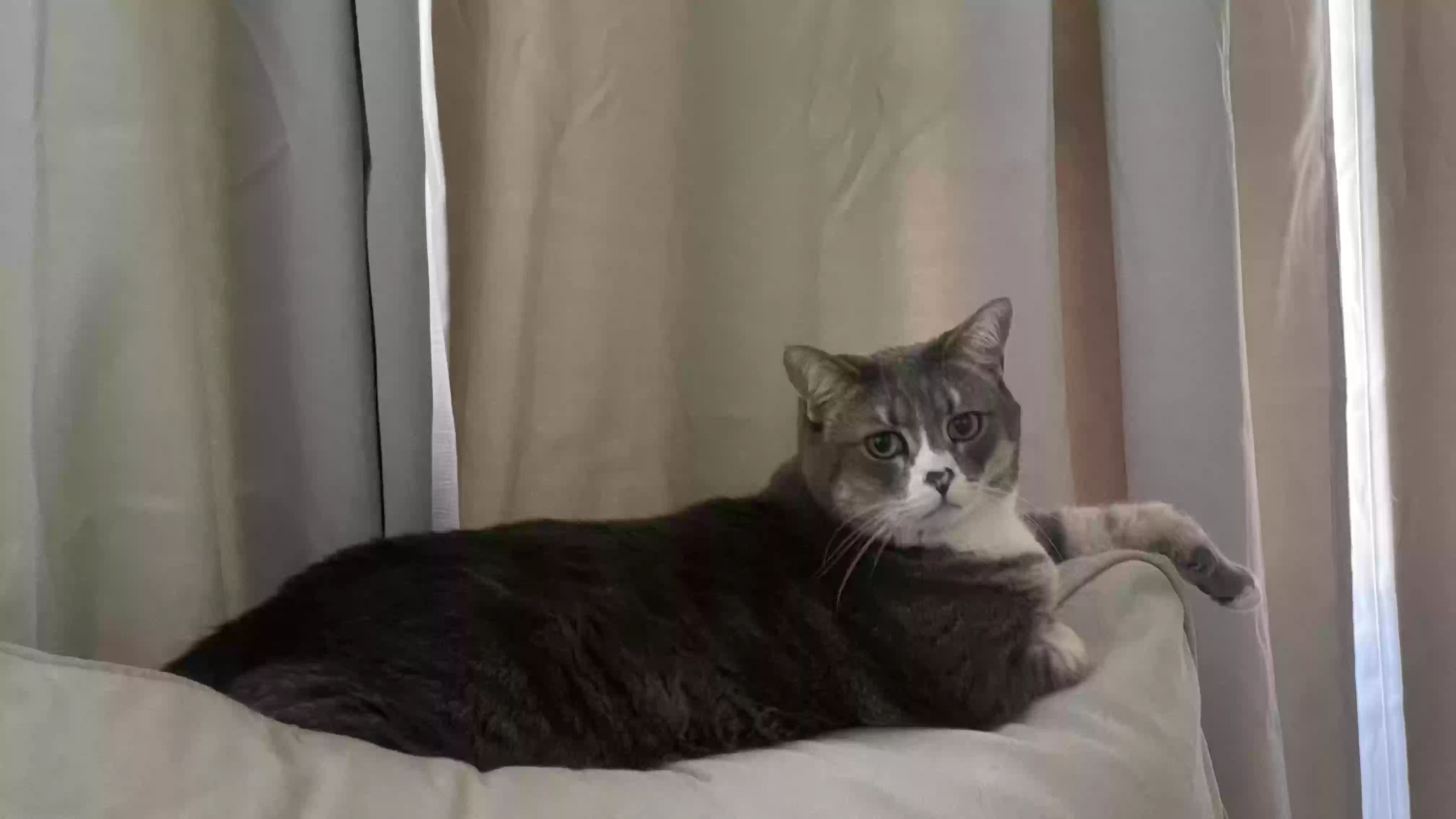 adoptable Cat in Irvine,CA named Seven