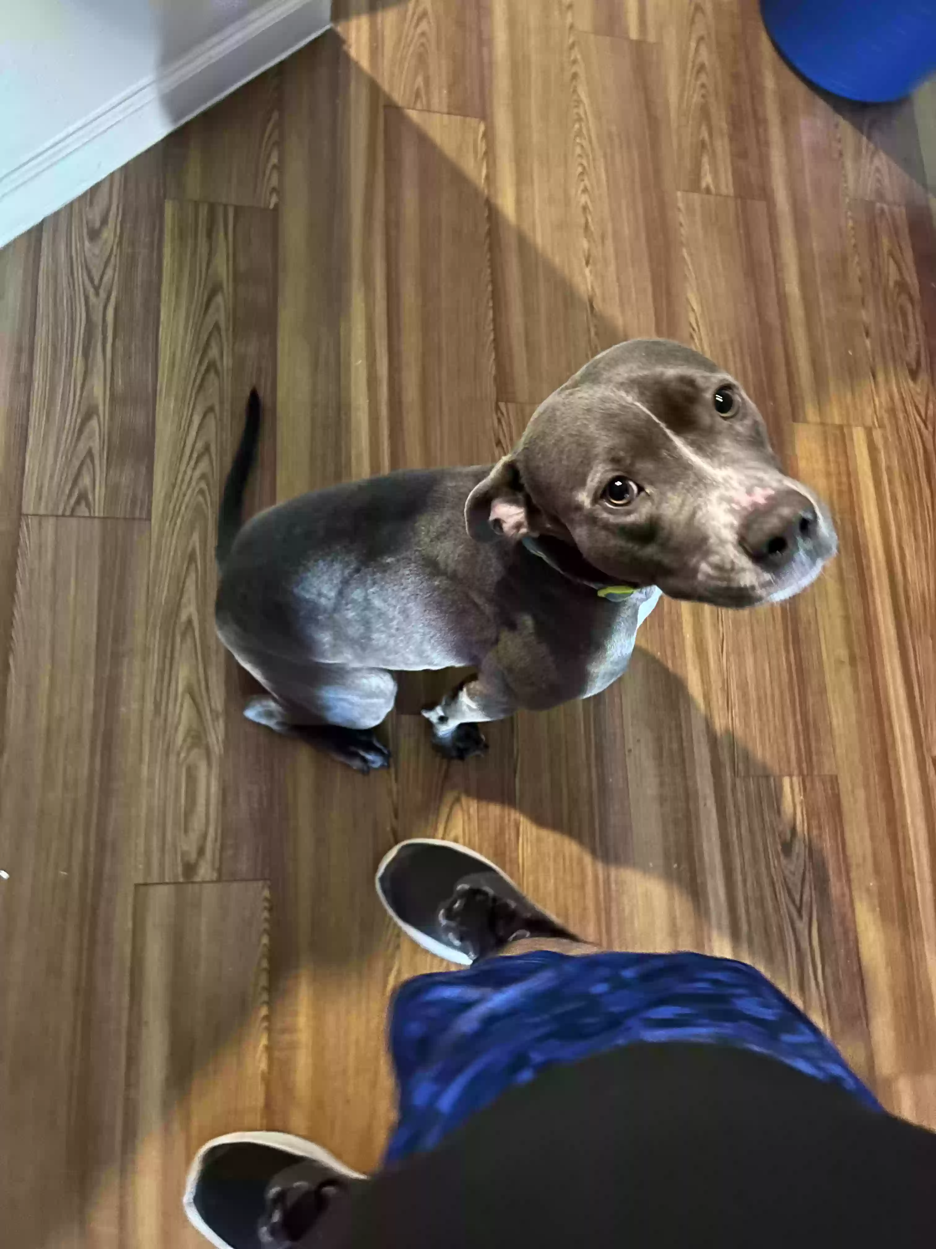 adoptable Dog in El Paso,TX named Ace
