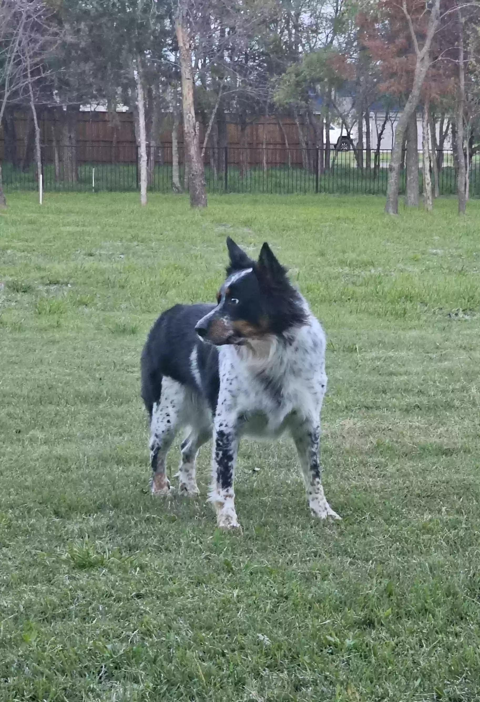 adoptable Dog in Royse City,TX named Kala