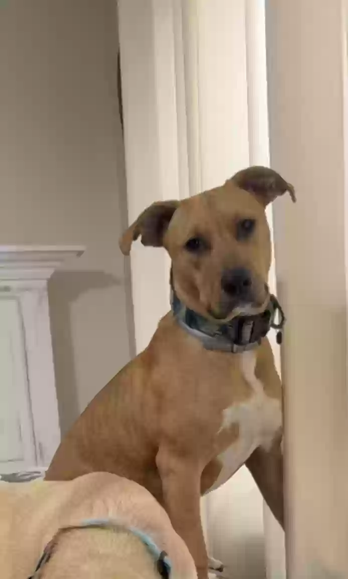 adoptable Dog in Fayetteville,AR named Milo
