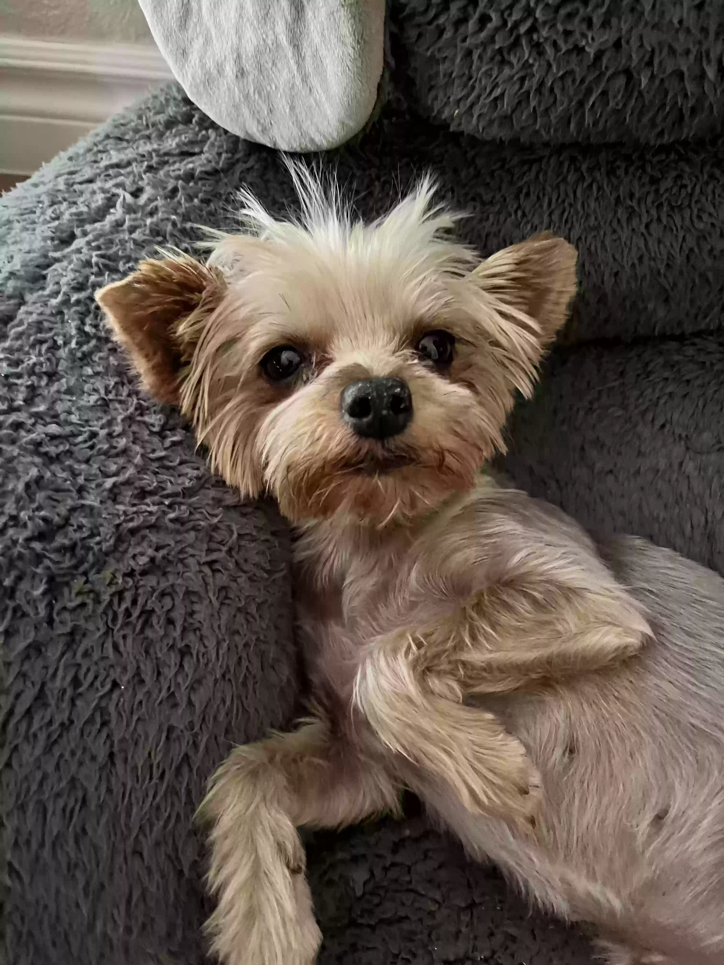 adoptable Dog in Peoria,AZ named Luna