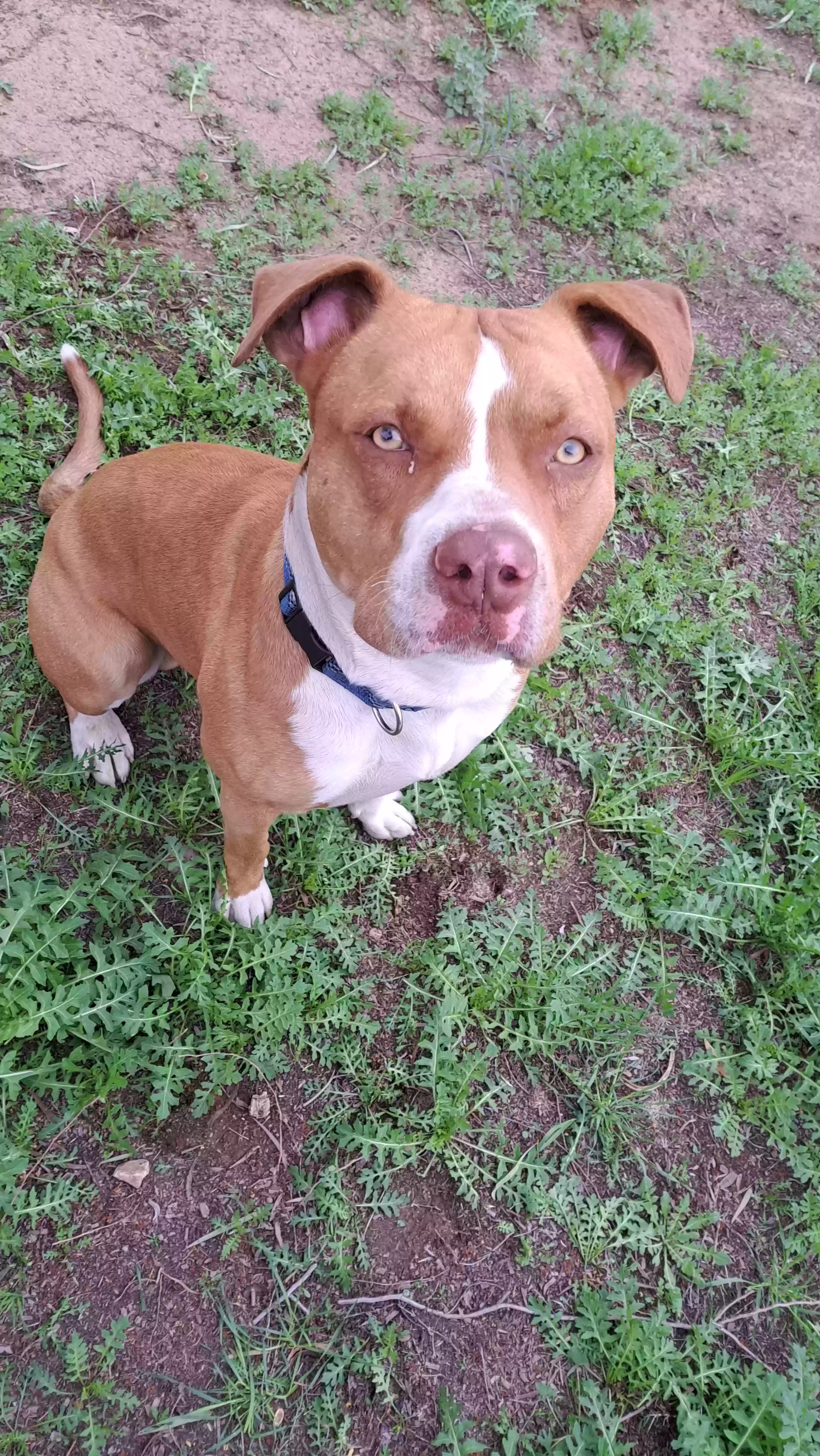adoptable Dog in Phoenix,AZ named Astro