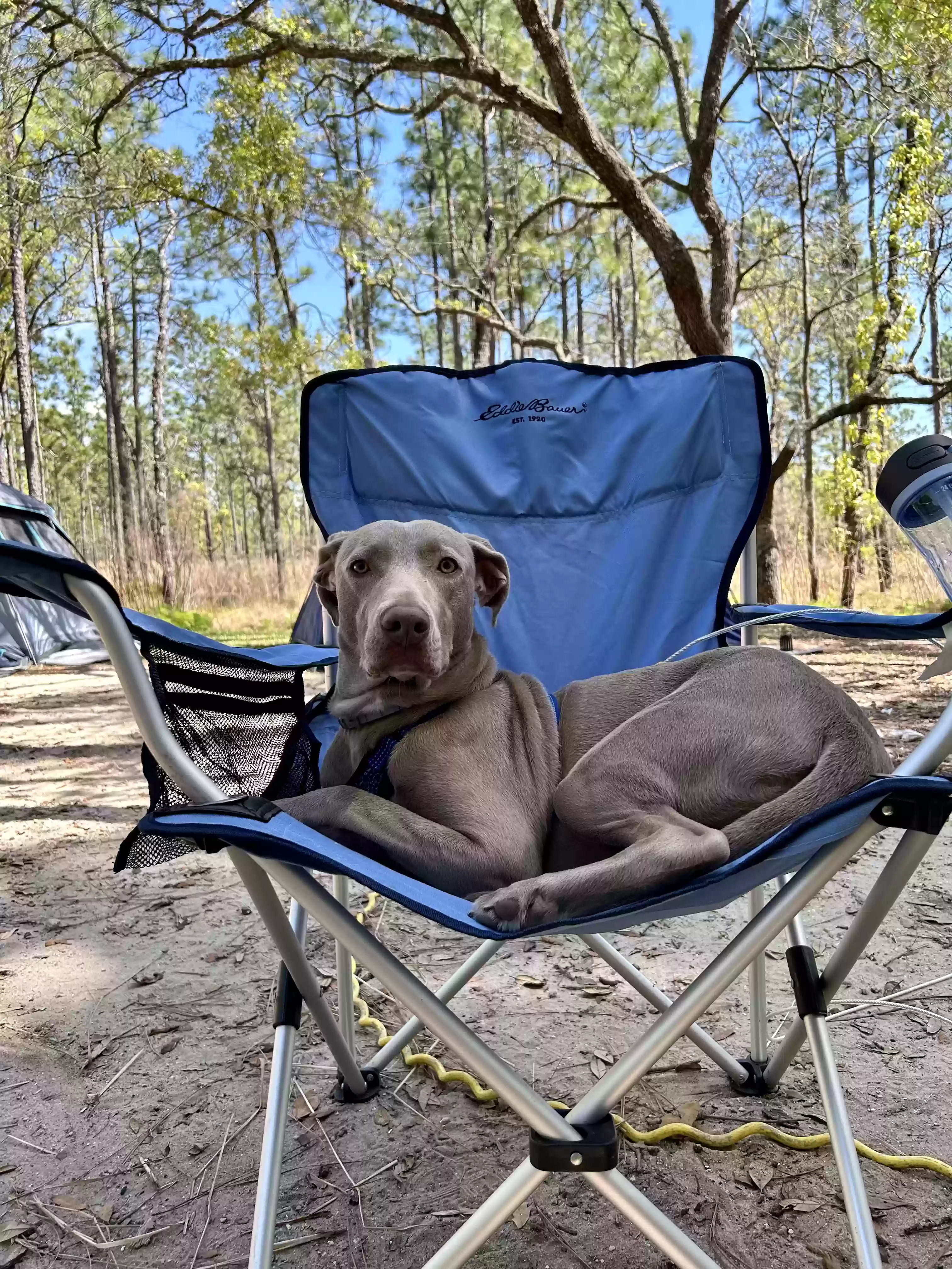 adoptable Dog in Jacksonville,FL named Wilma