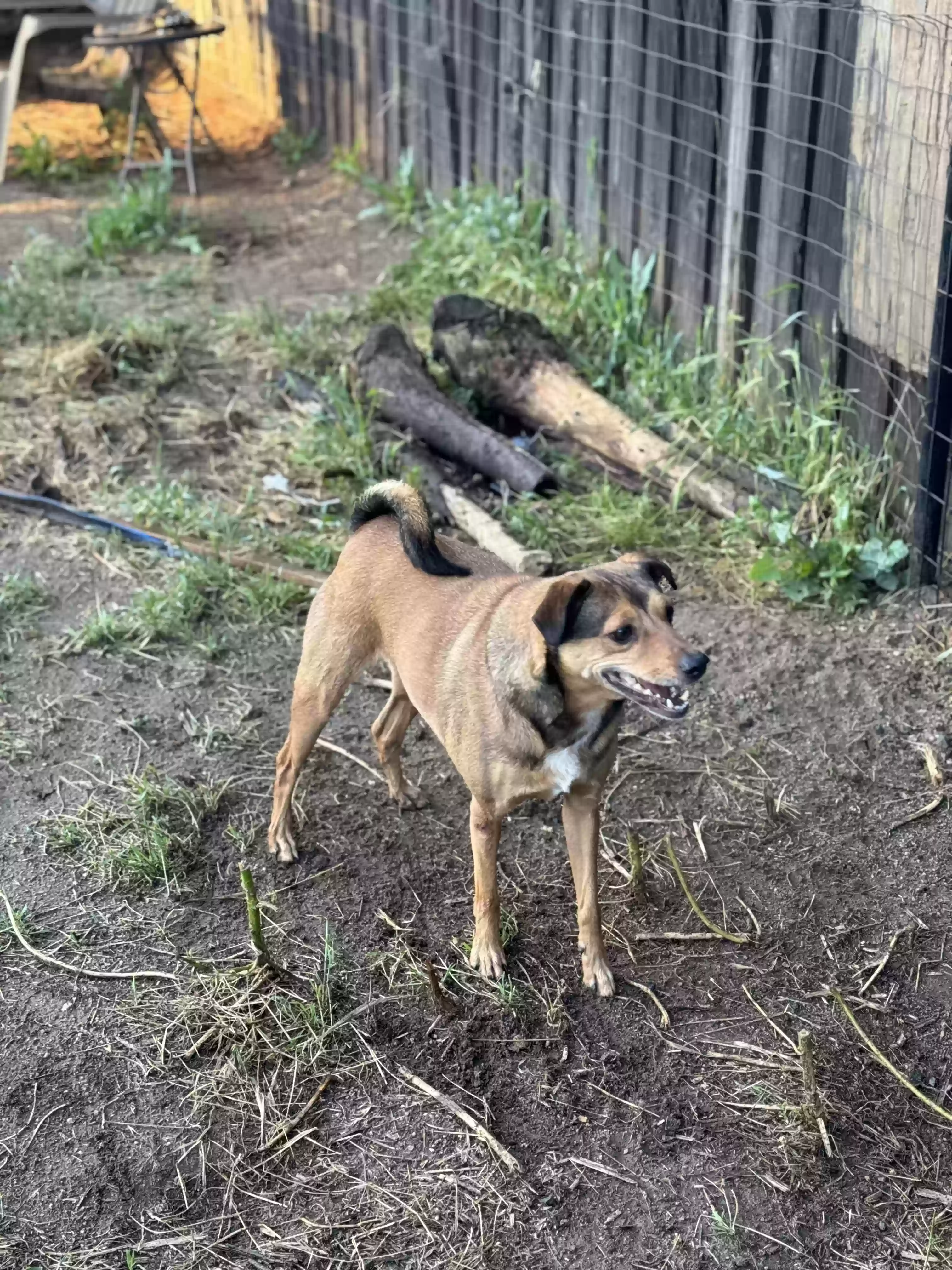 adoptable Dog in Wildomar,CA named Henry
