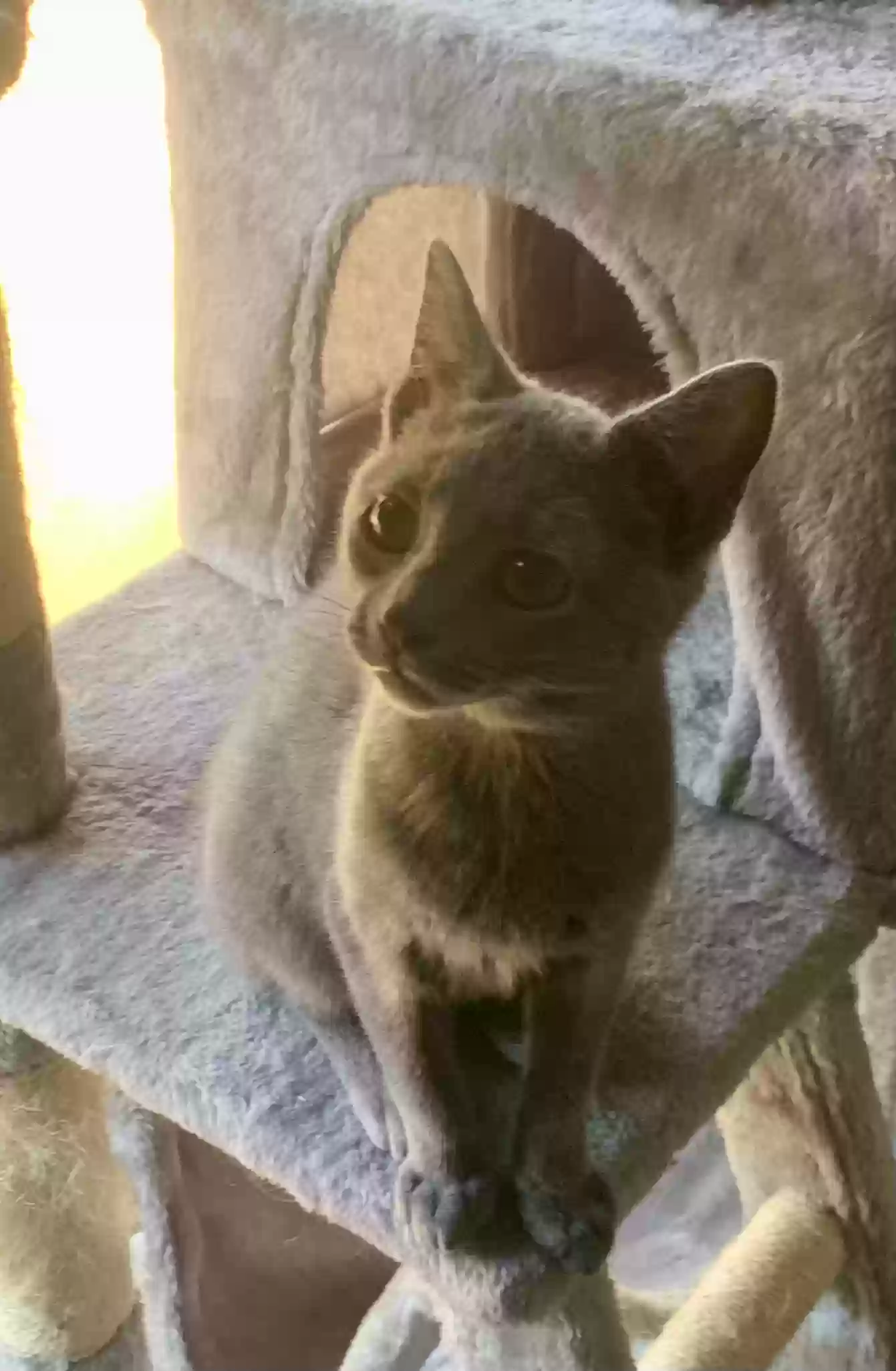 adoptable Cat in Cumming,GA named Gracie