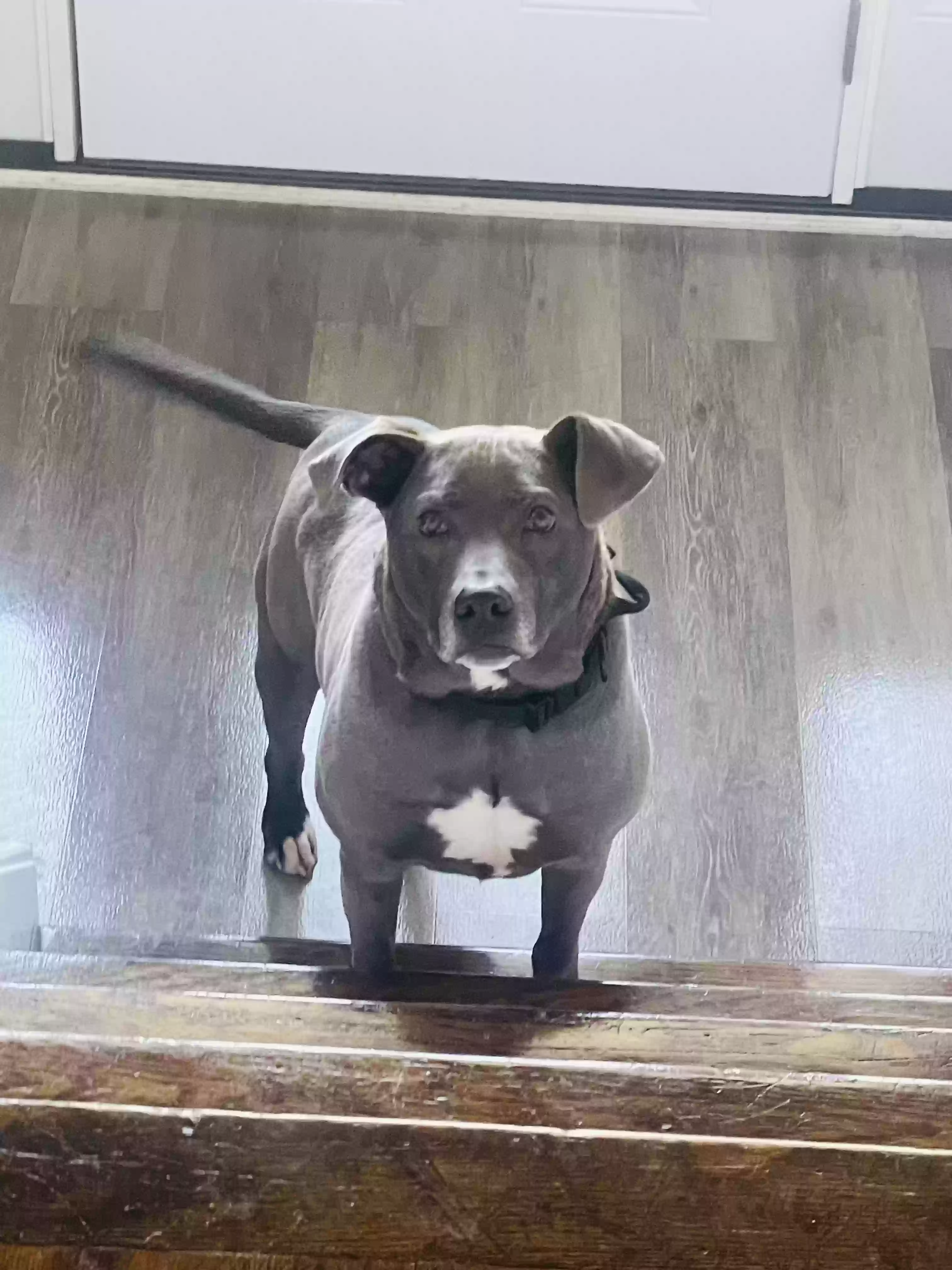 adoptable Dog in Bethlehem,PA named Mingo