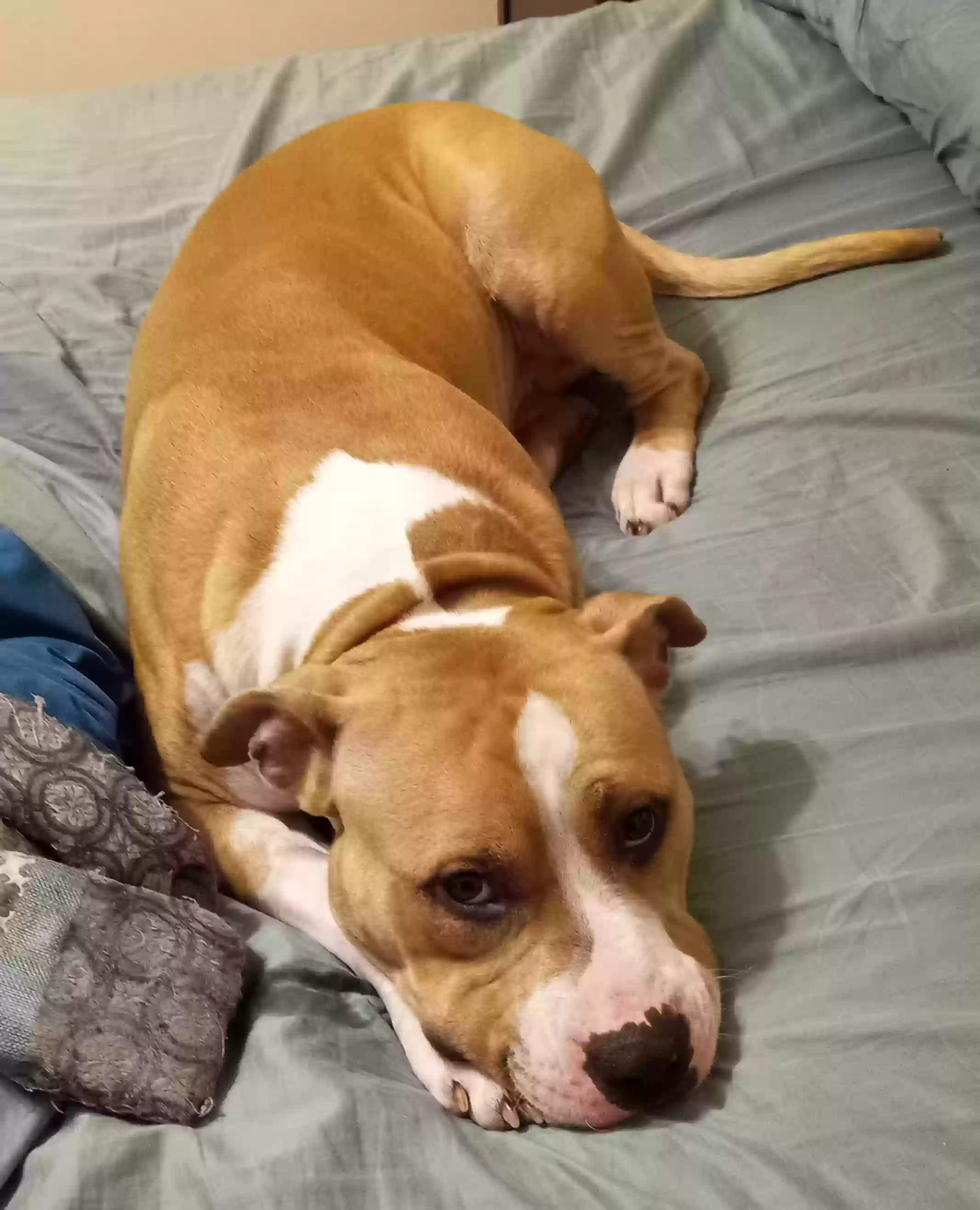 adoptable Dog in Mansfield,OH named Tank