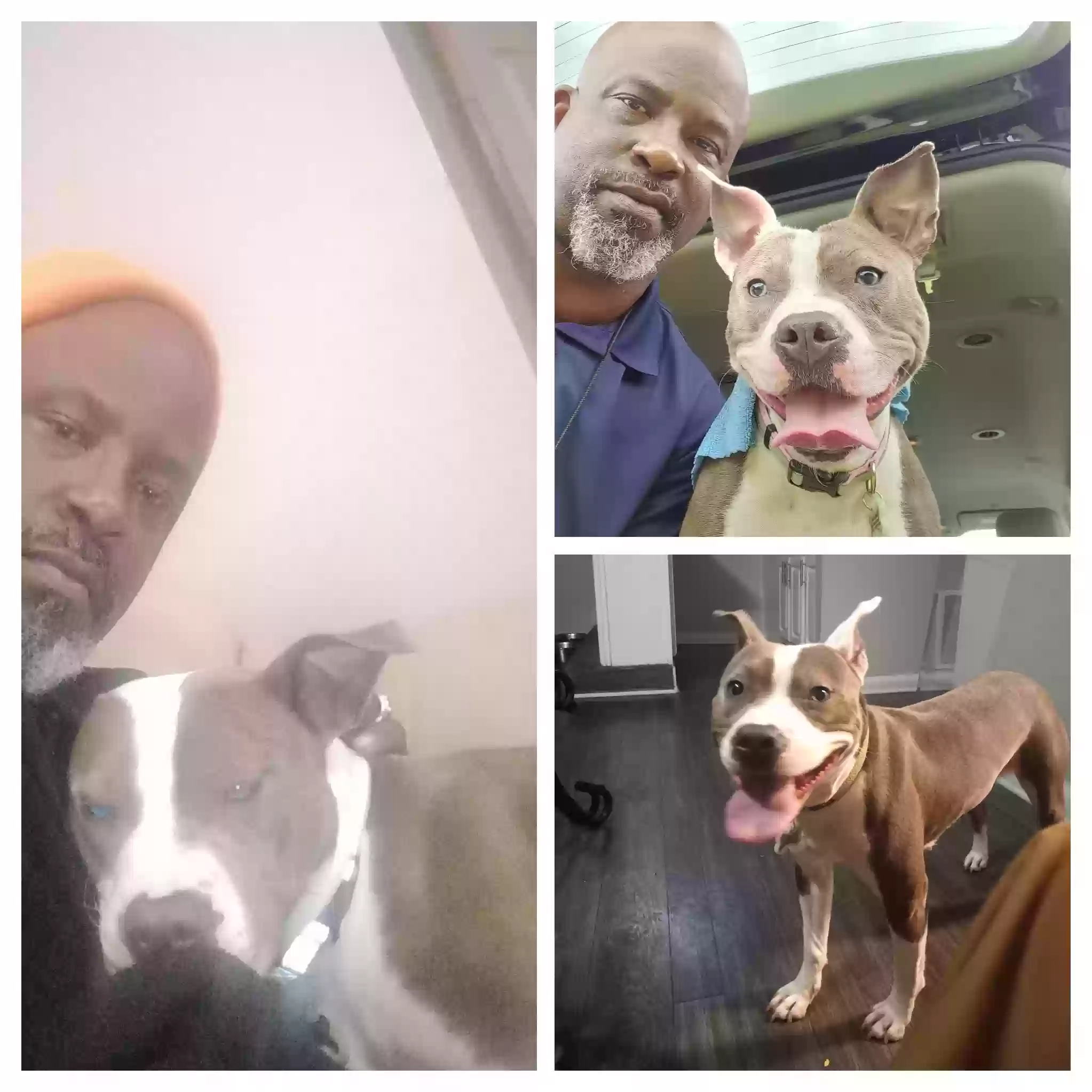 adoptable Dog in Atlanta,GA named Blue Ivy