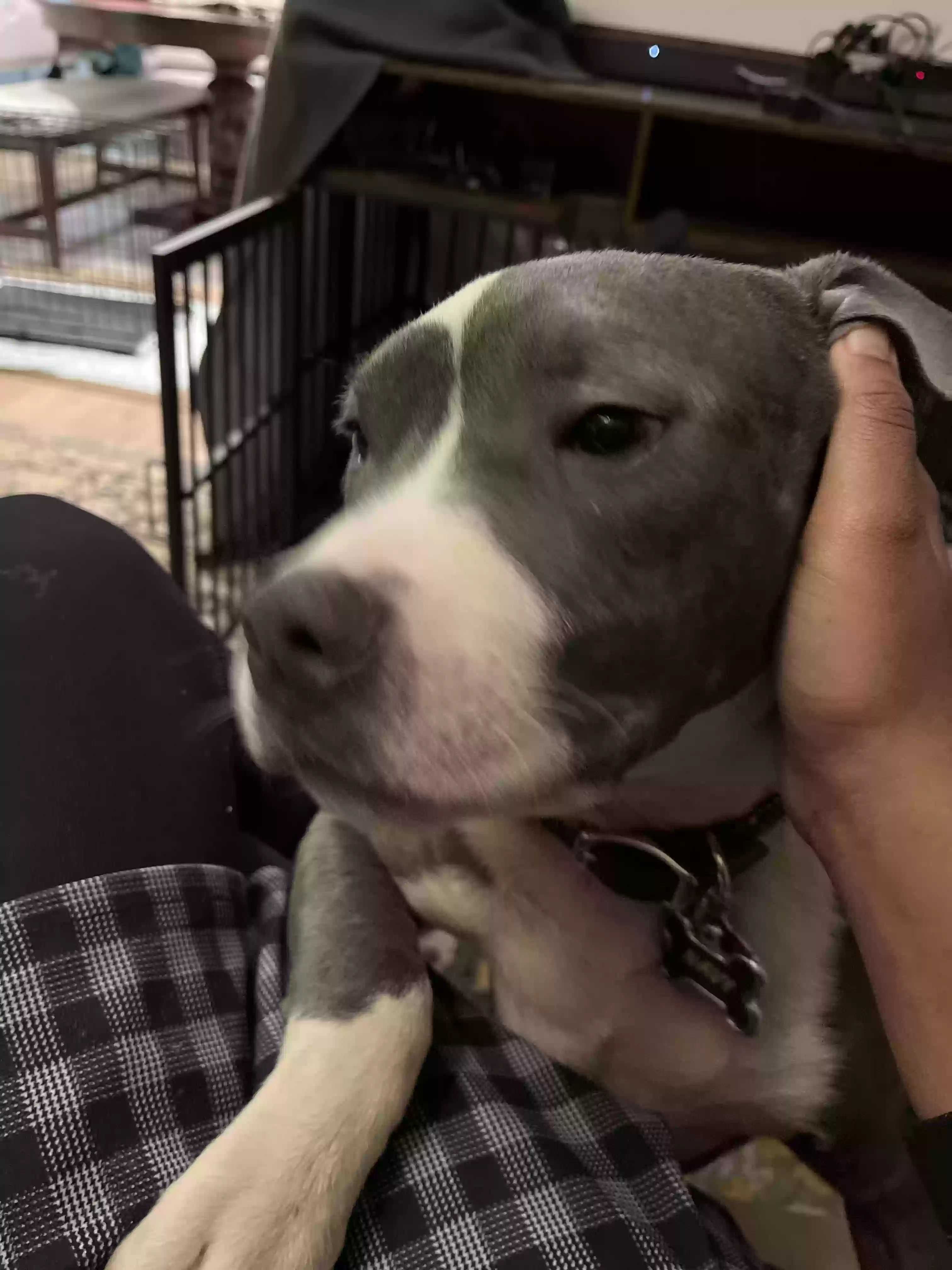adoptable Dog in Mount Laurel,NJ named Navy