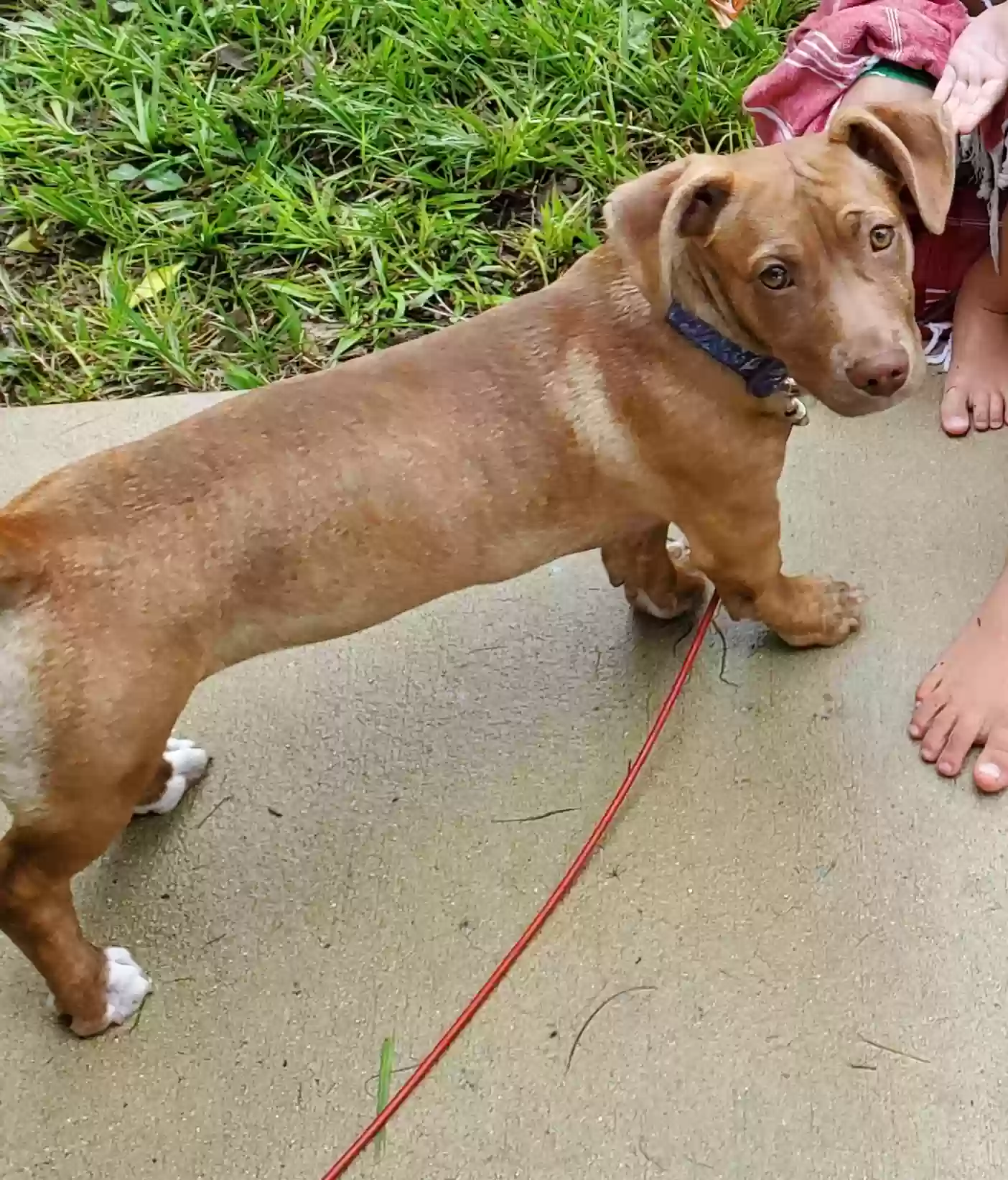 adoptable Dog in Sarasota,FL named Ember