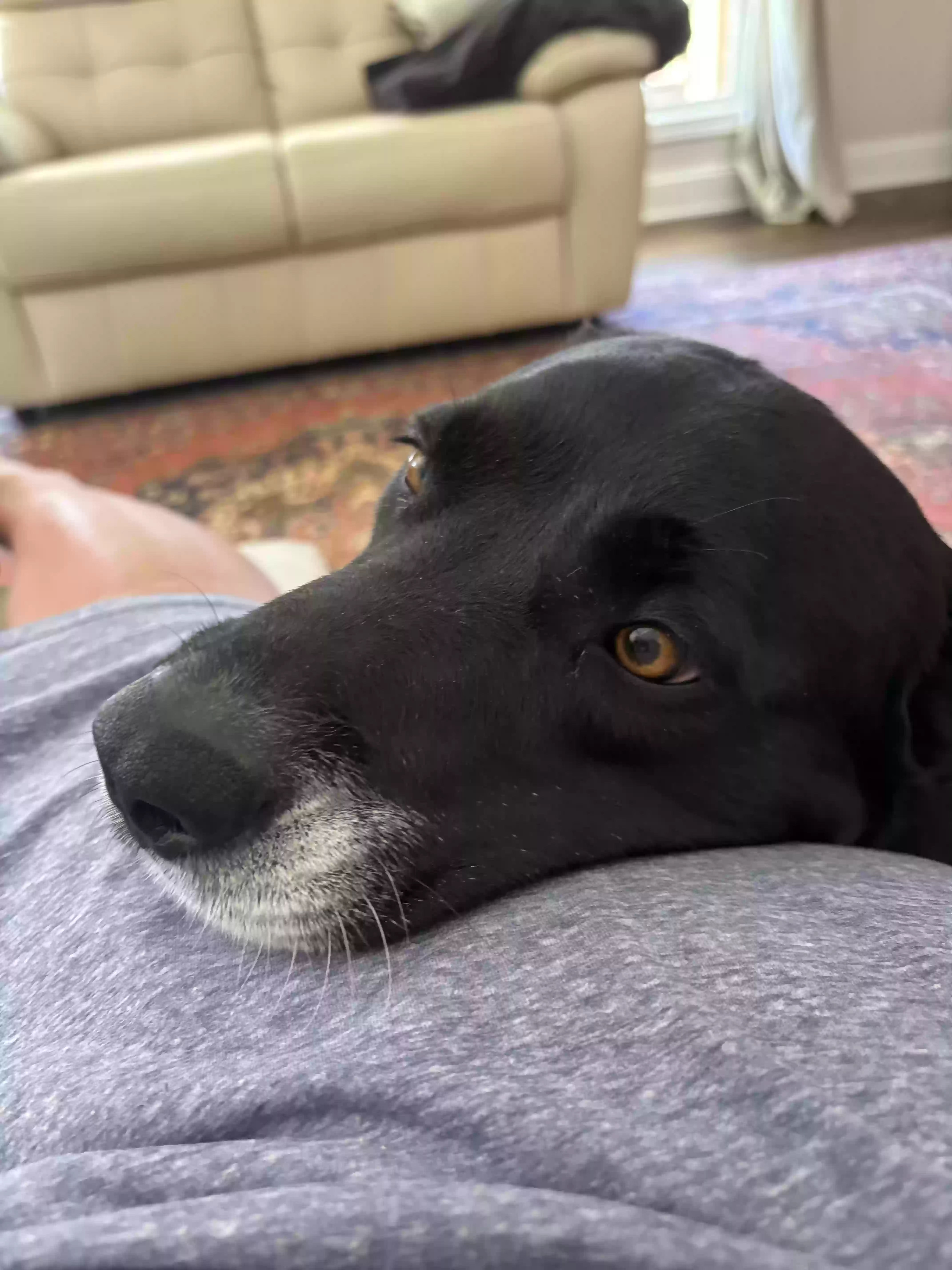 adoptable Dog in Bullock,NC named Oreo