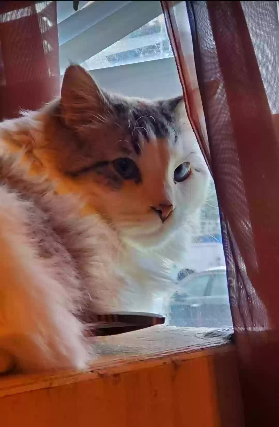 adoptable Cat in Idaho Falls,ID named Hendrix