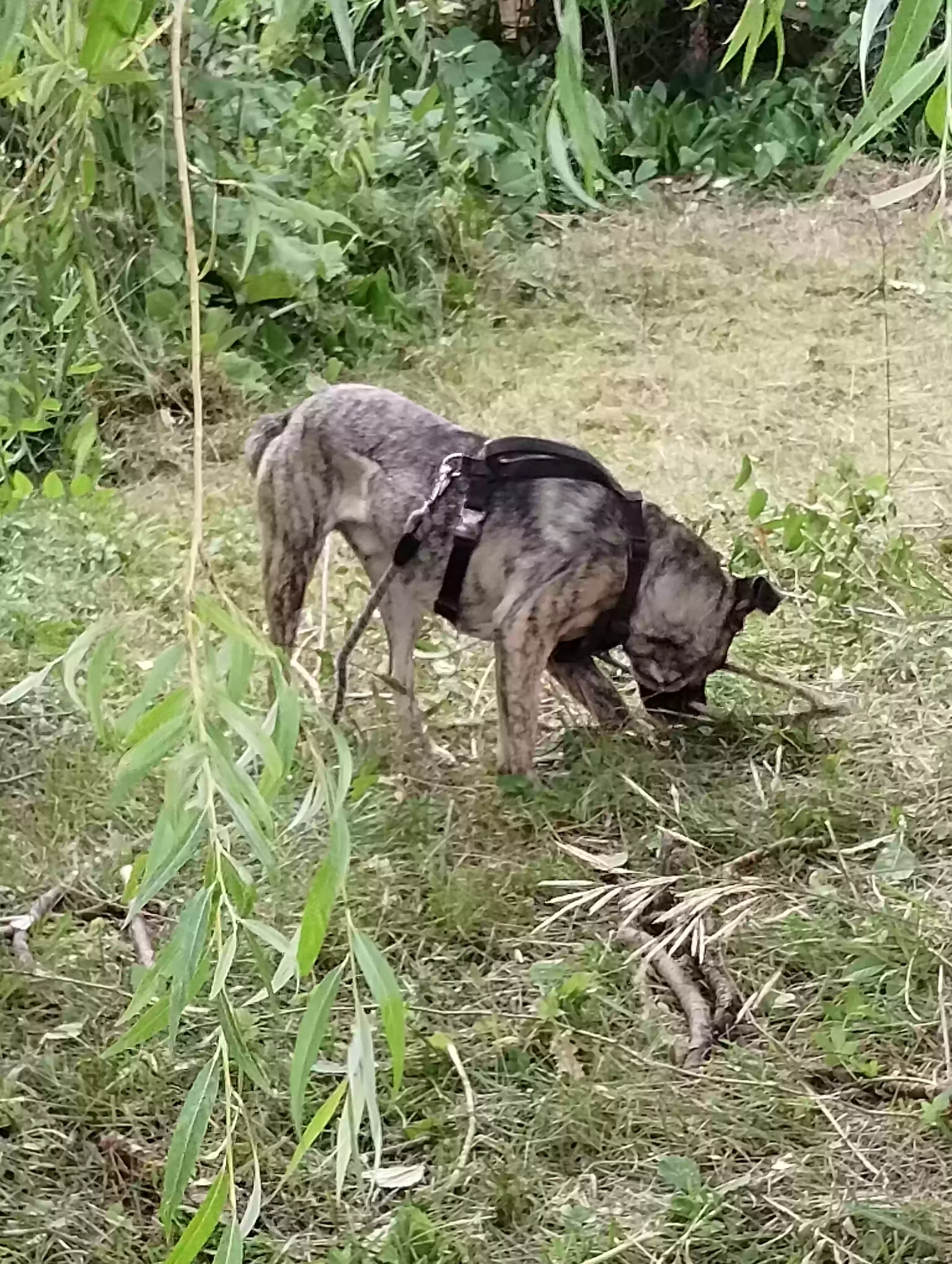 adoptable Dog in Standish,MI named Mayday dayday