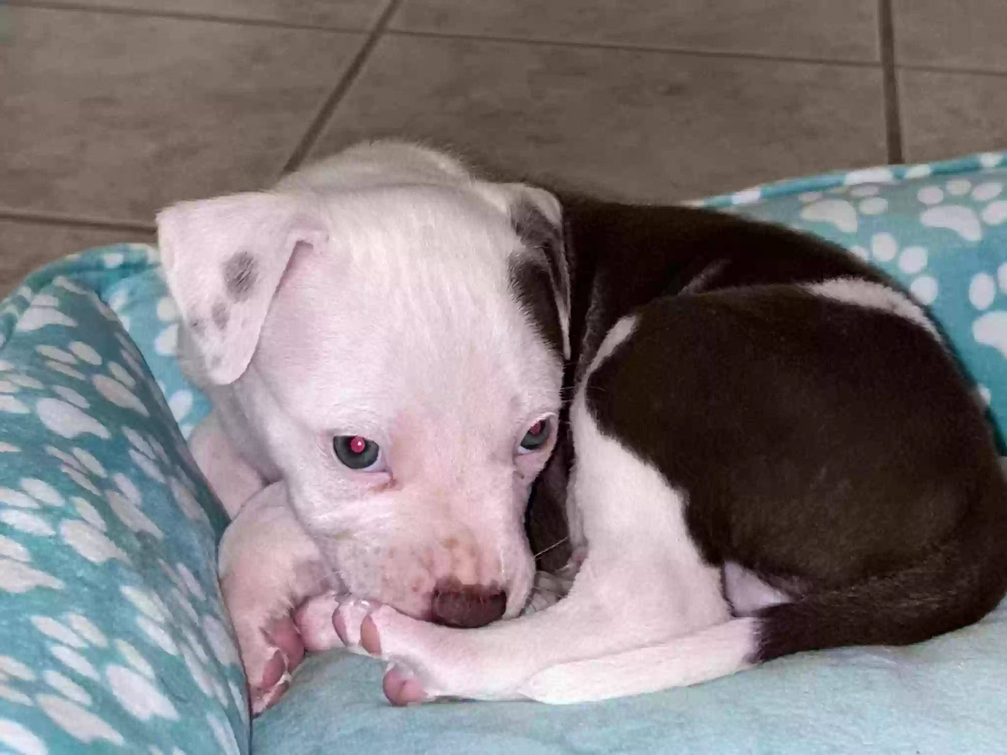 adoptable Dog in Baton Rouge,LA named Jaice