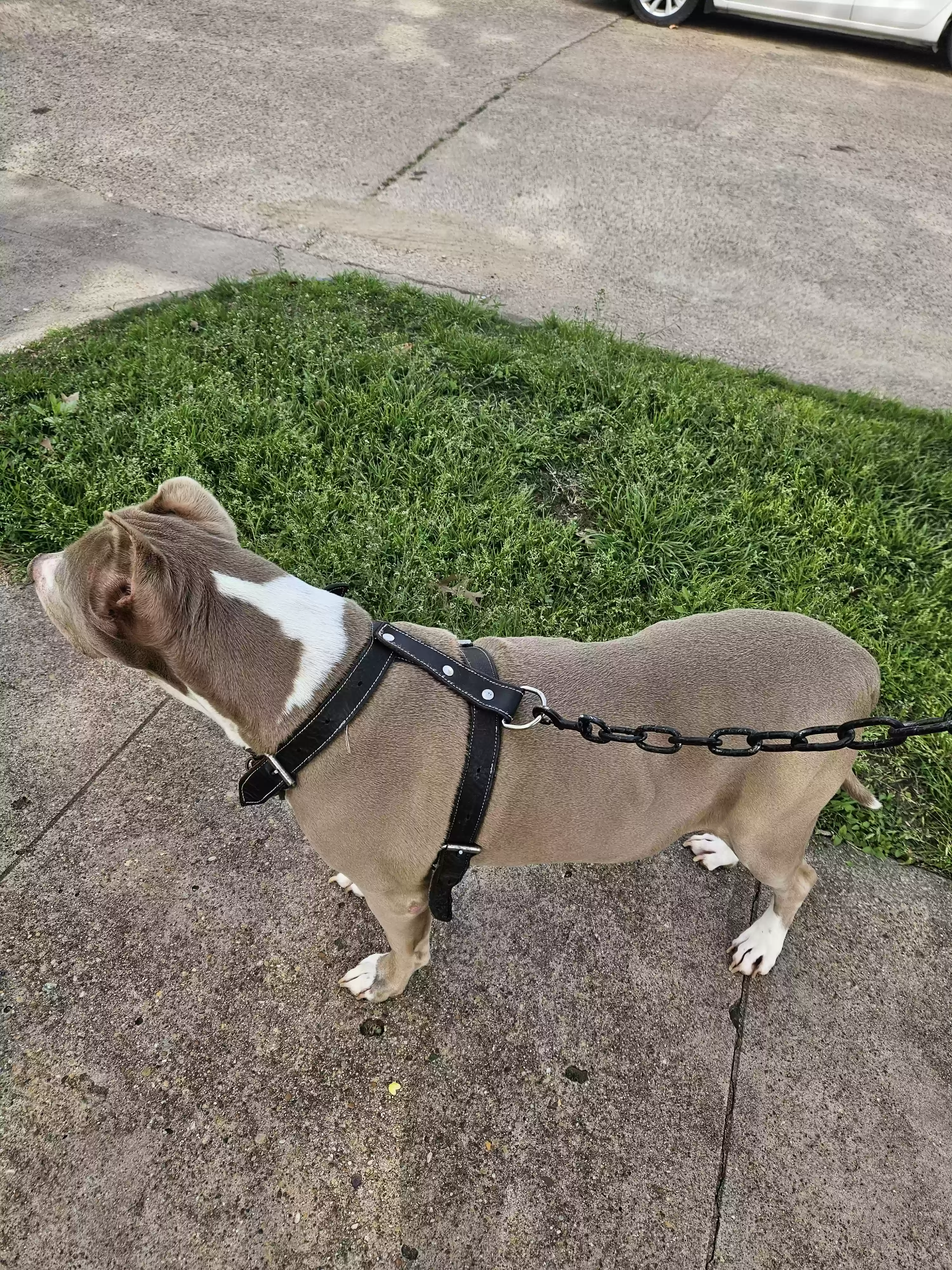 adoptable Dog in Dallas,TX named GUCCI