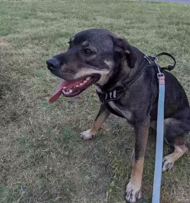 adoptable Dog in Aledo,TX named Fiona