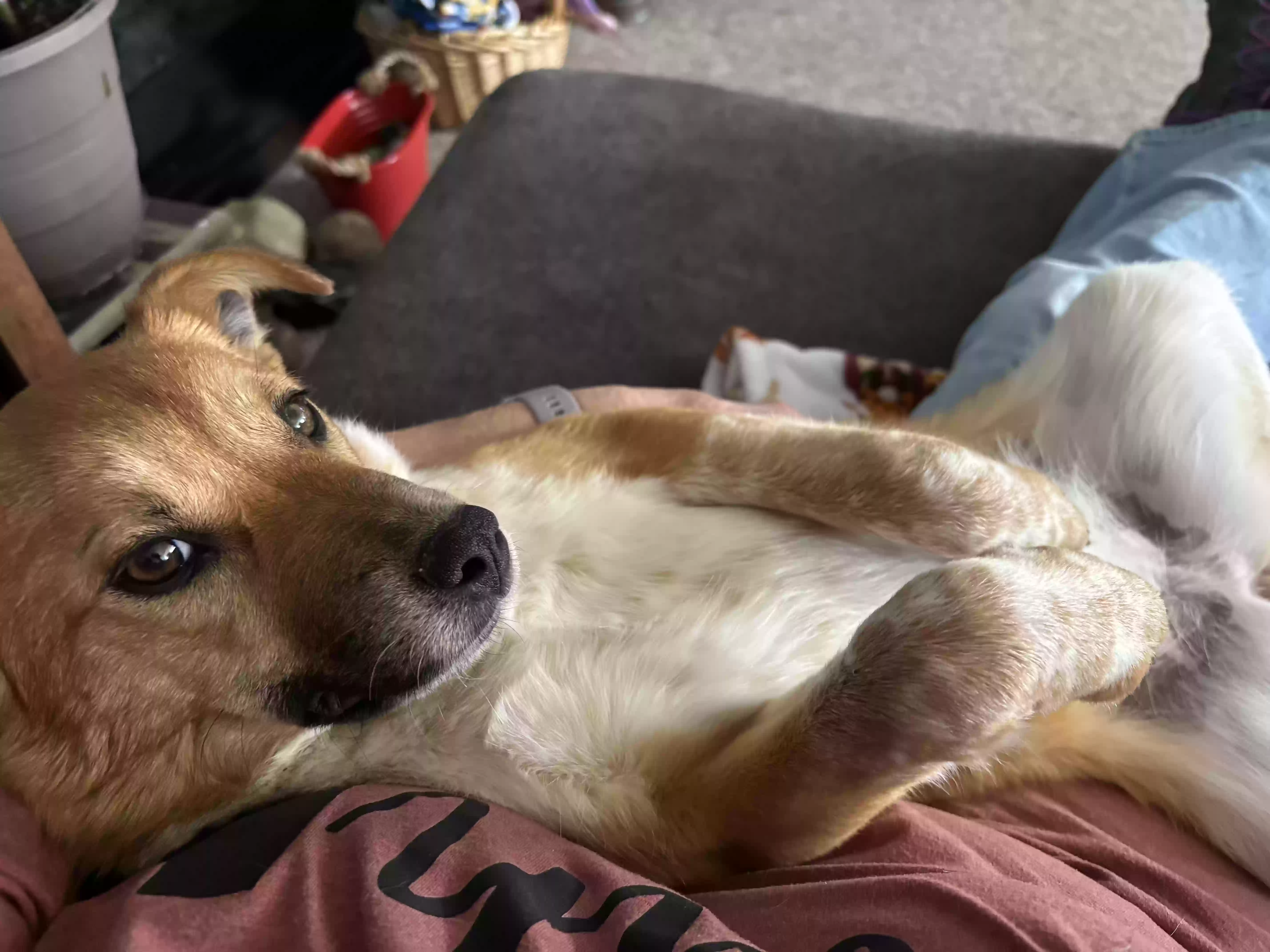 adoptable Dog in Milo,MO named 