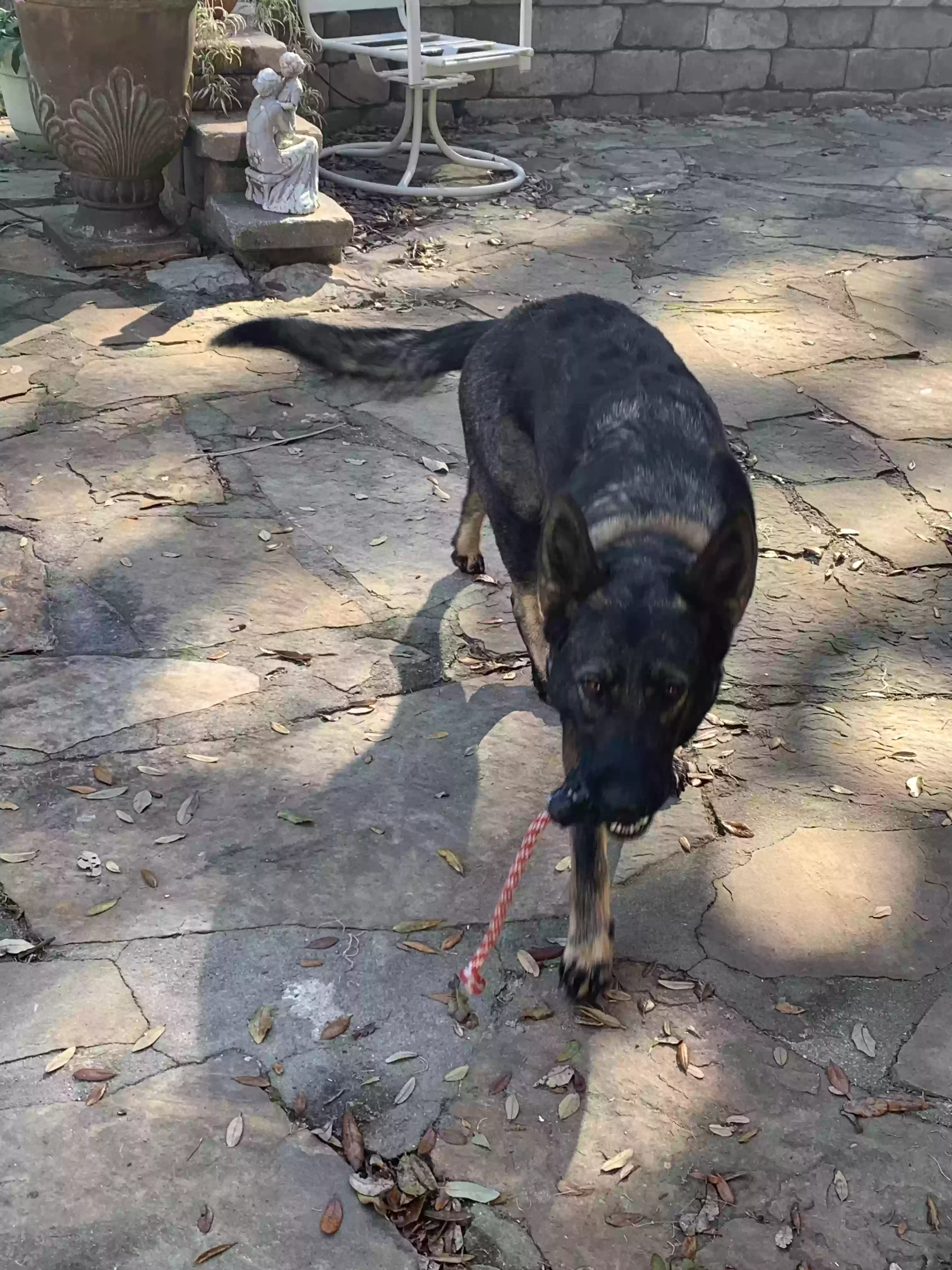 adoptable Dog in Lithia,FL named Anna