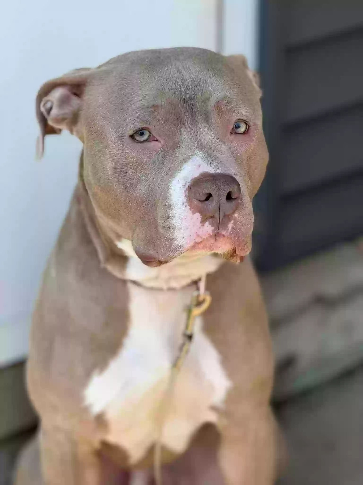 adoptable Dog in Roanoke,IL named Tuchi