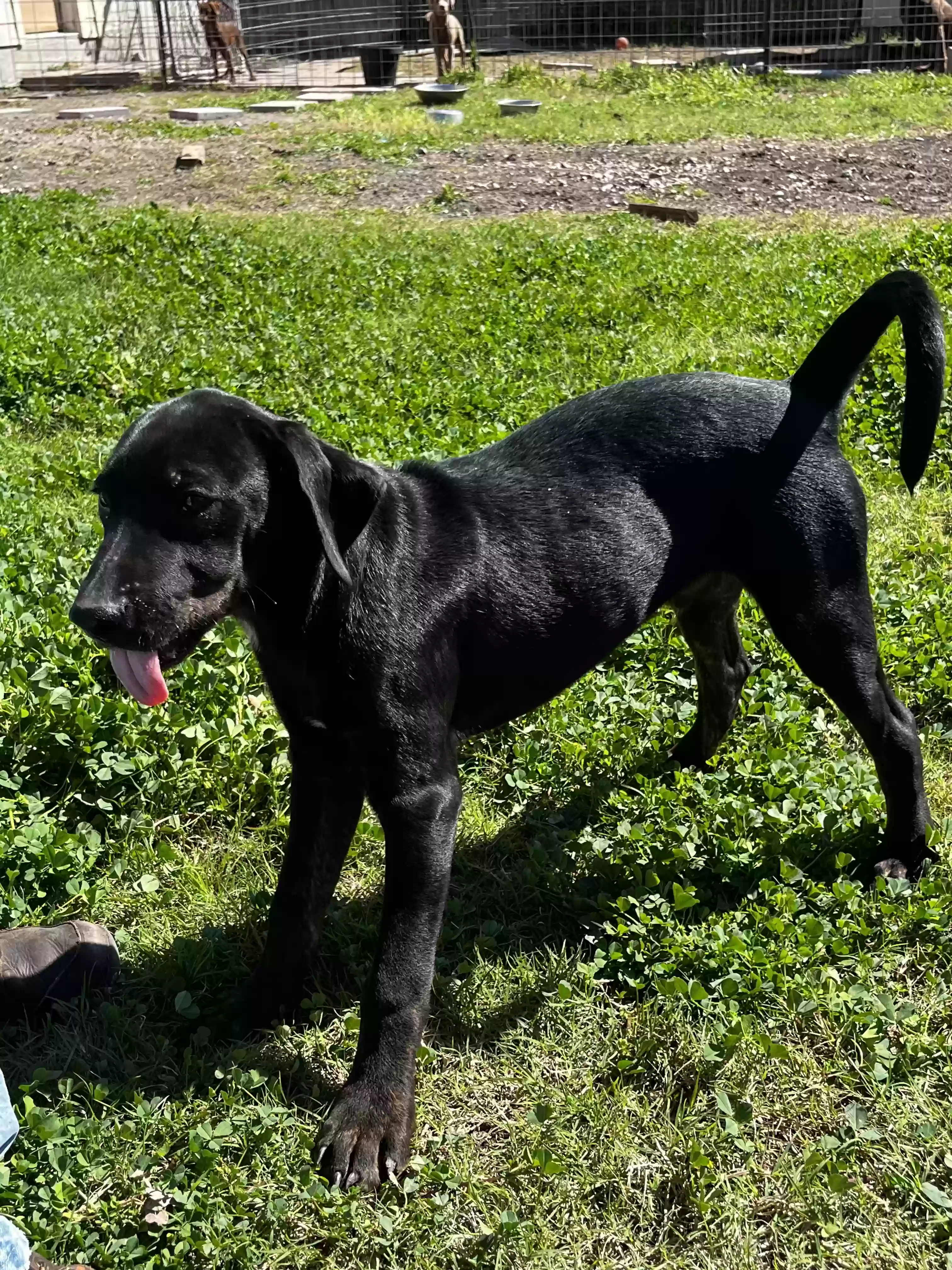 adoptable Dog in Corpus Christi,TX named Pete