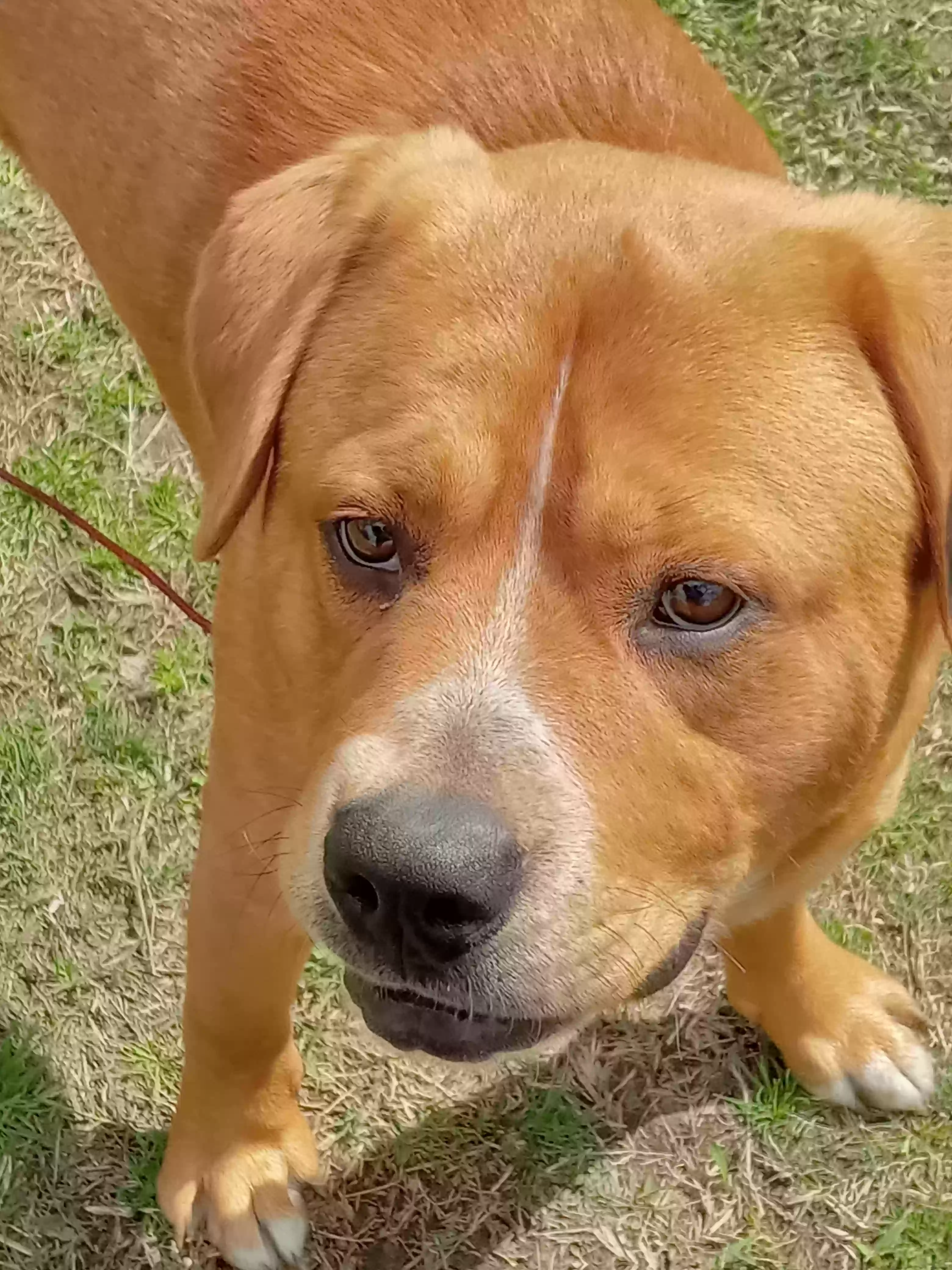 adoptable Dog in Fairfield,TX named STETSON