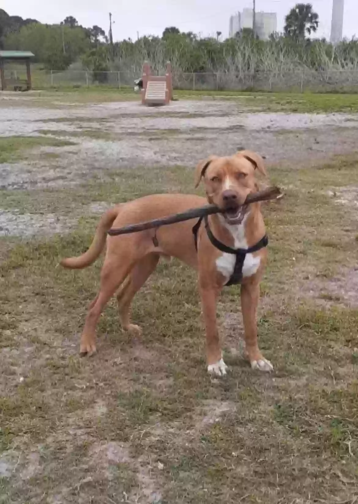 adoptable Dog in Holiday,FL named Milo