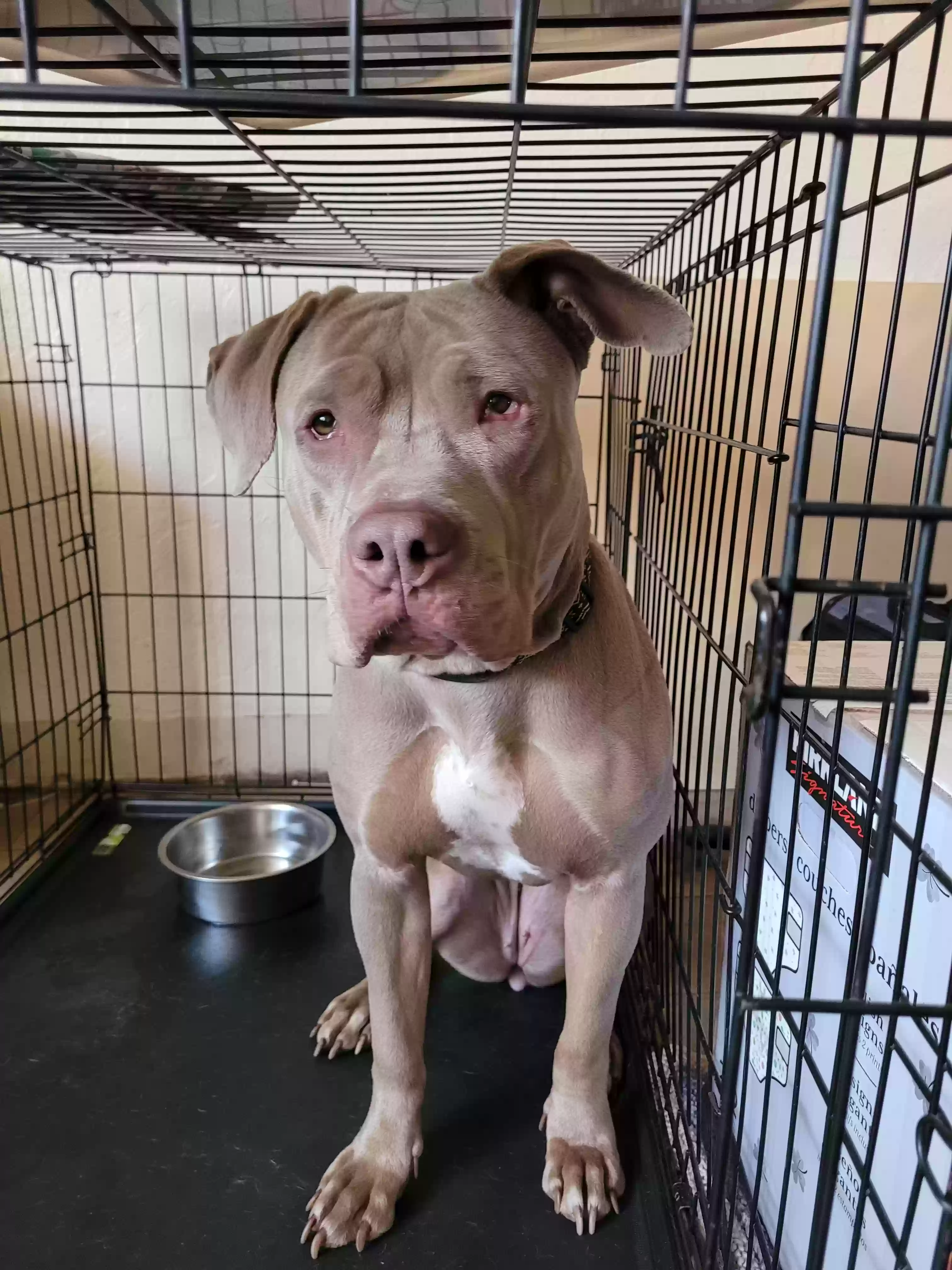 adoptable Dog in Pasco,WA named Coco