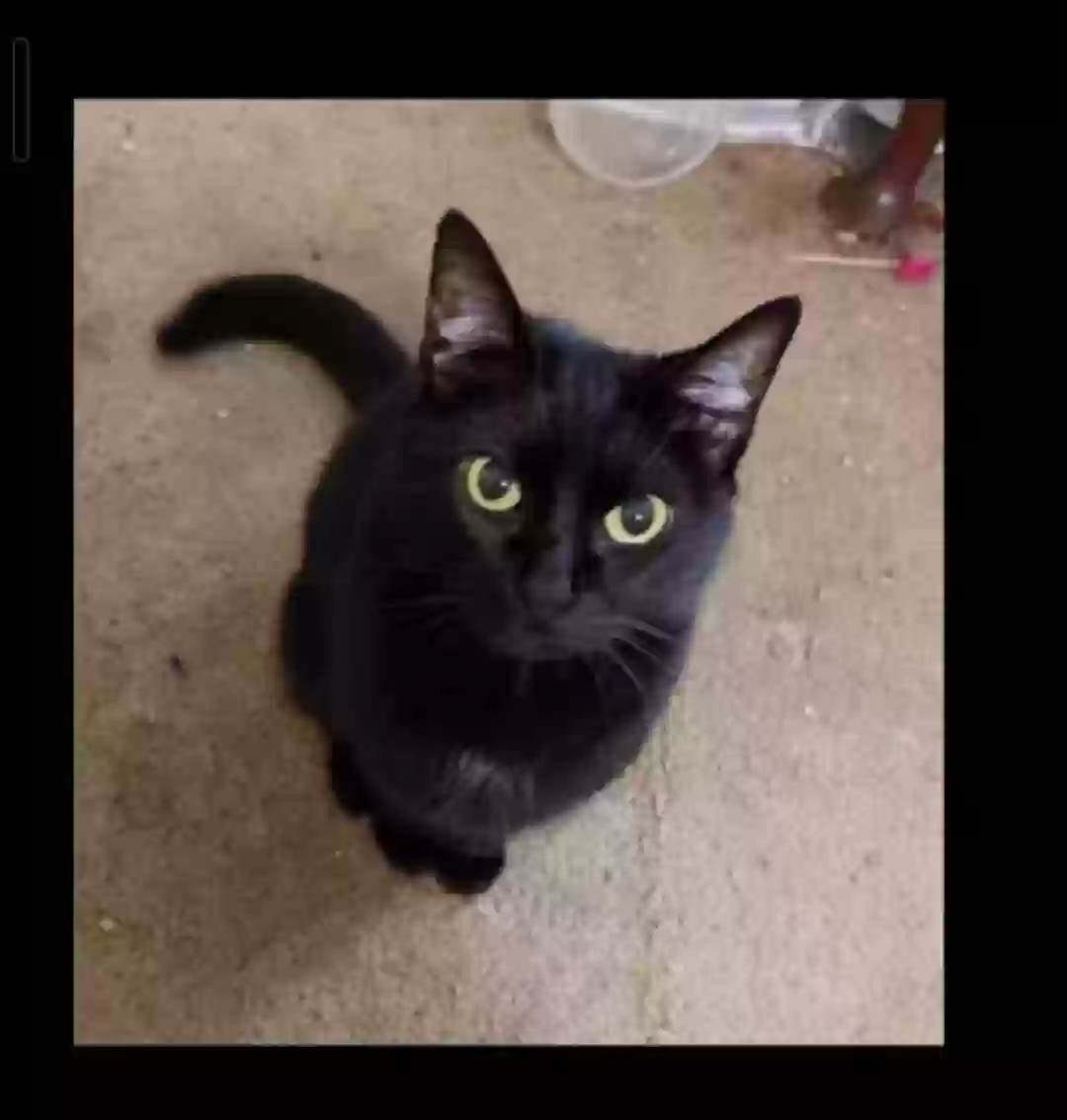 adoptable Cat in Norfolk,VA named Nala