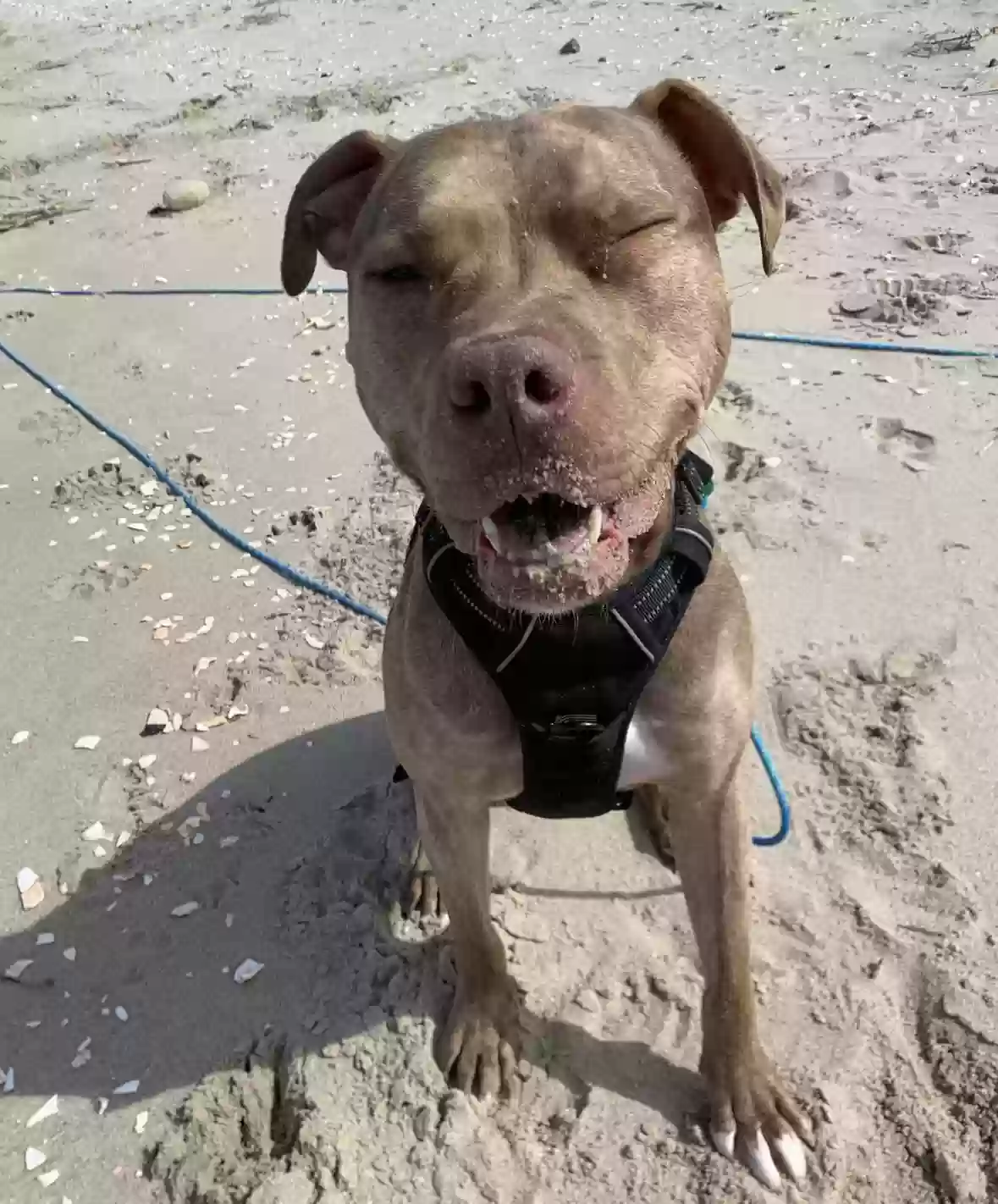 adoptable Dog in West Islip,NY named Redd