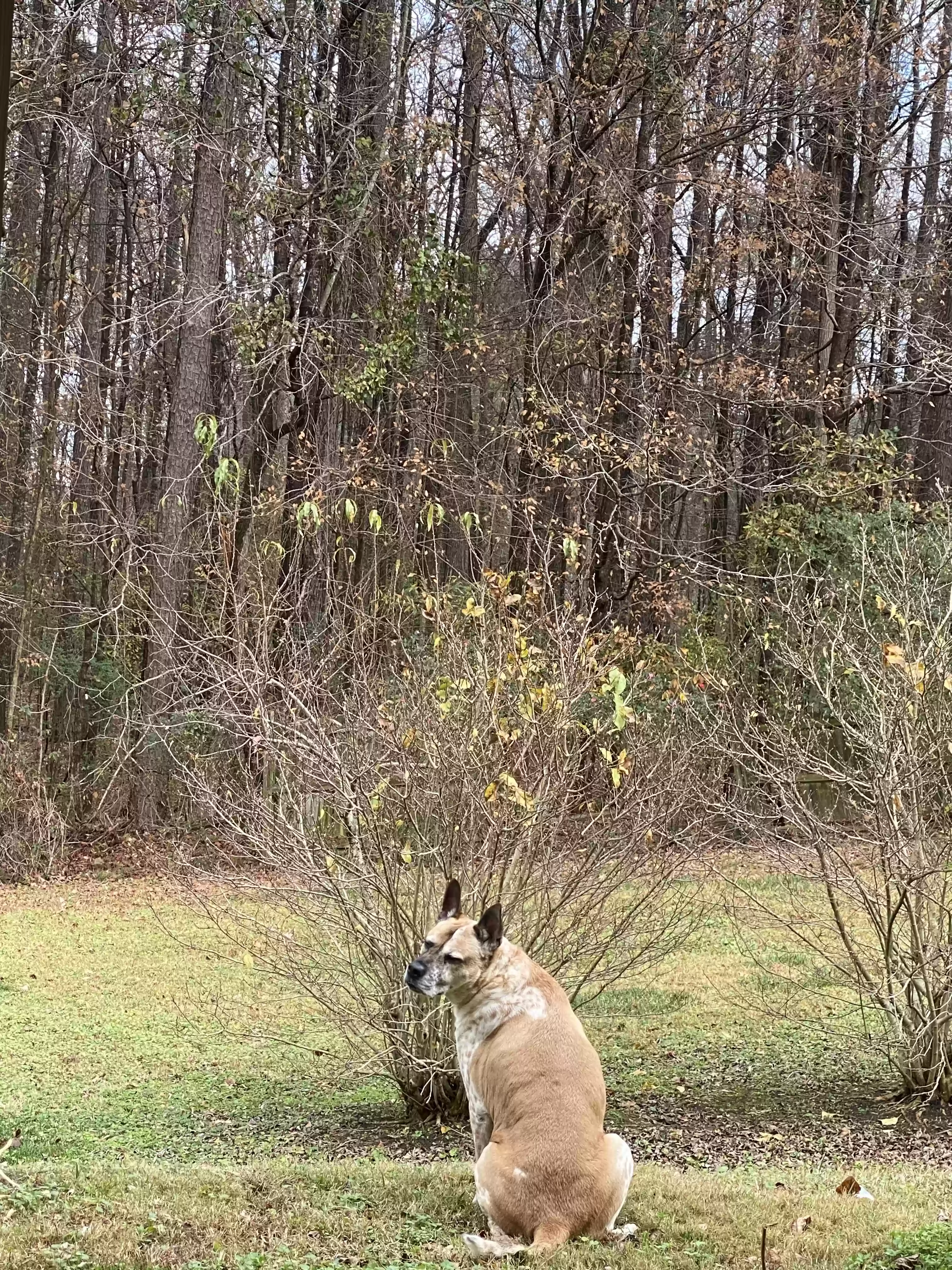 adoptable Dog in Decatur,GA named Sasha