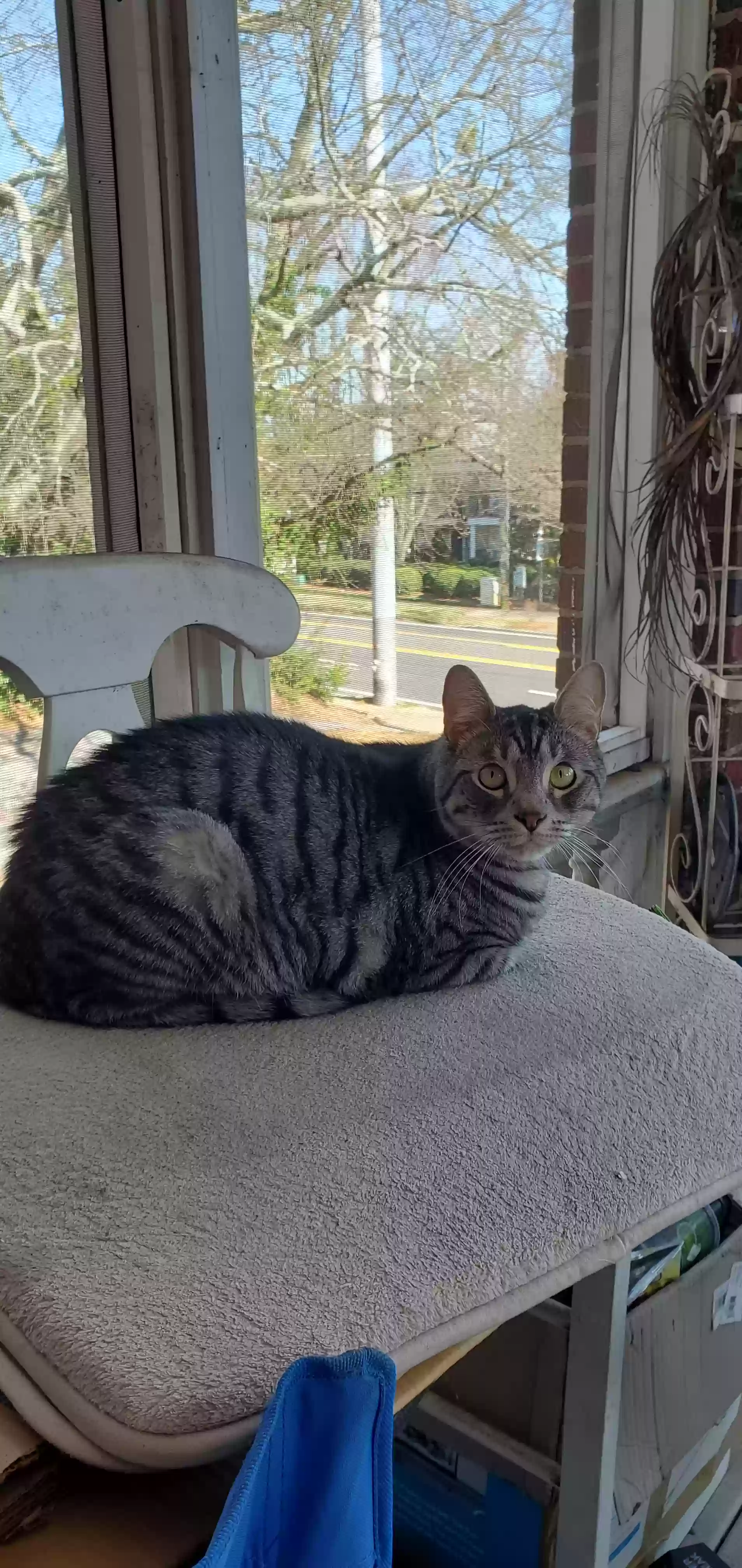 adoptable Cat in Lithia Springs,GA named Pico