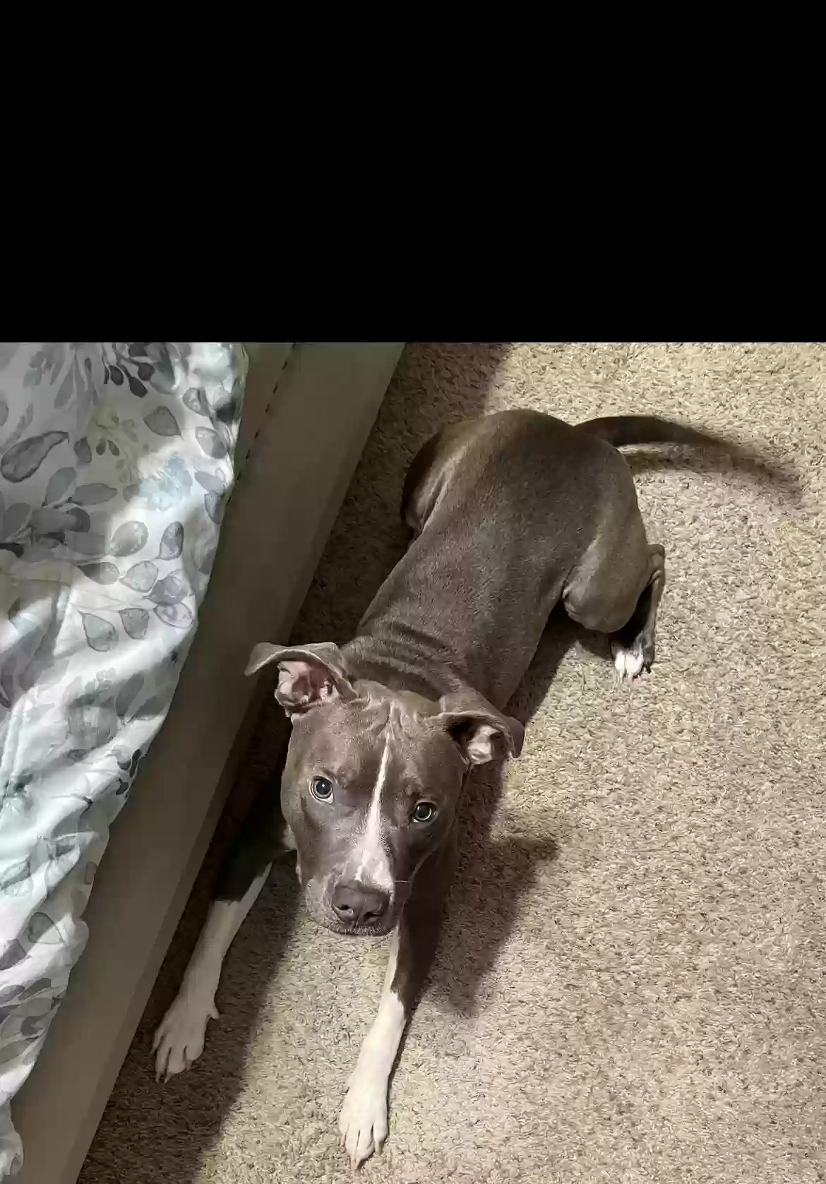 adoptable Dog in Atlanta,GA named Kylo