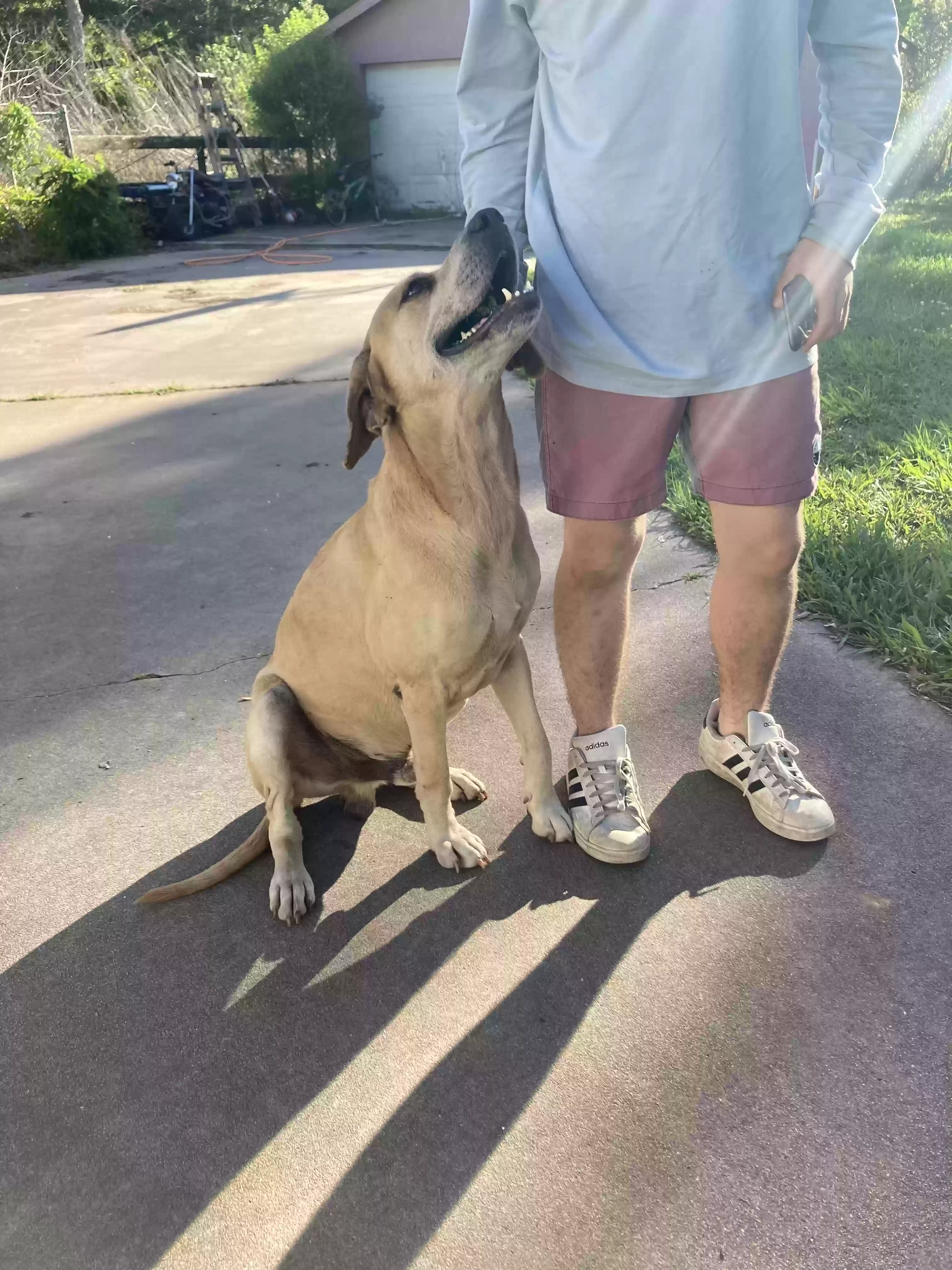 adoptable Dog in Brazoria,TX named Raptor