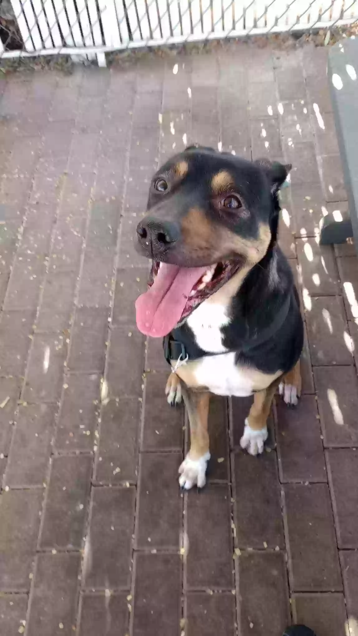adoptable Dog in Phoenix,AZ named Nala