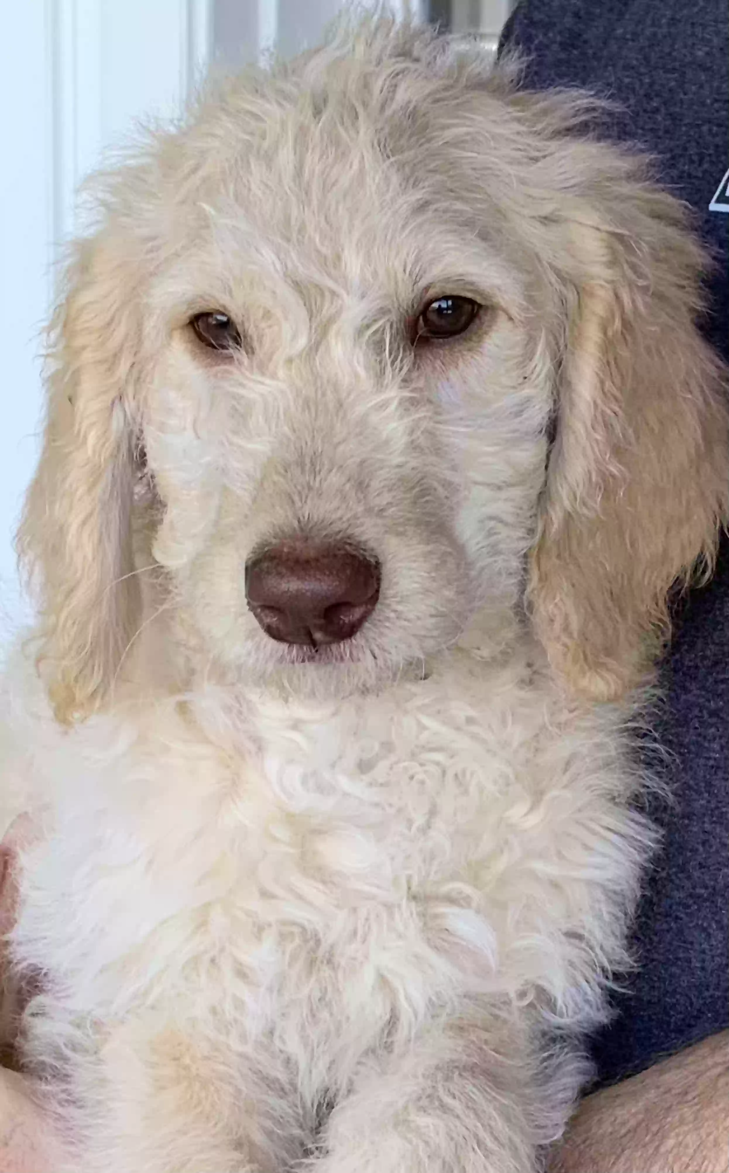 adoptable Dog in Charleston,TN named Max, BeBe