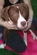 adoptable Dog in Santa Cruz,CA named 