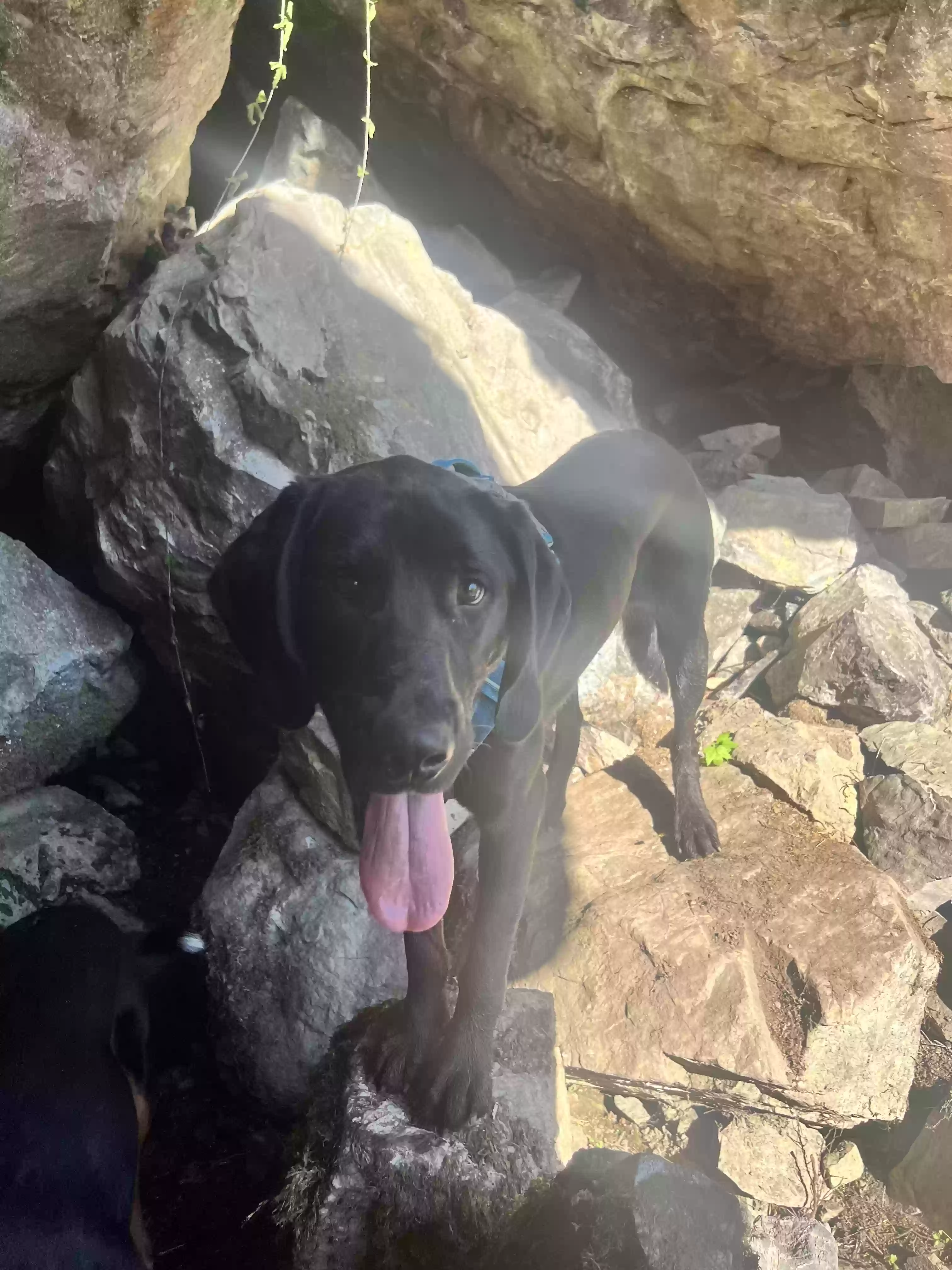 adoptable Dog in Olympia,WA named Gosha