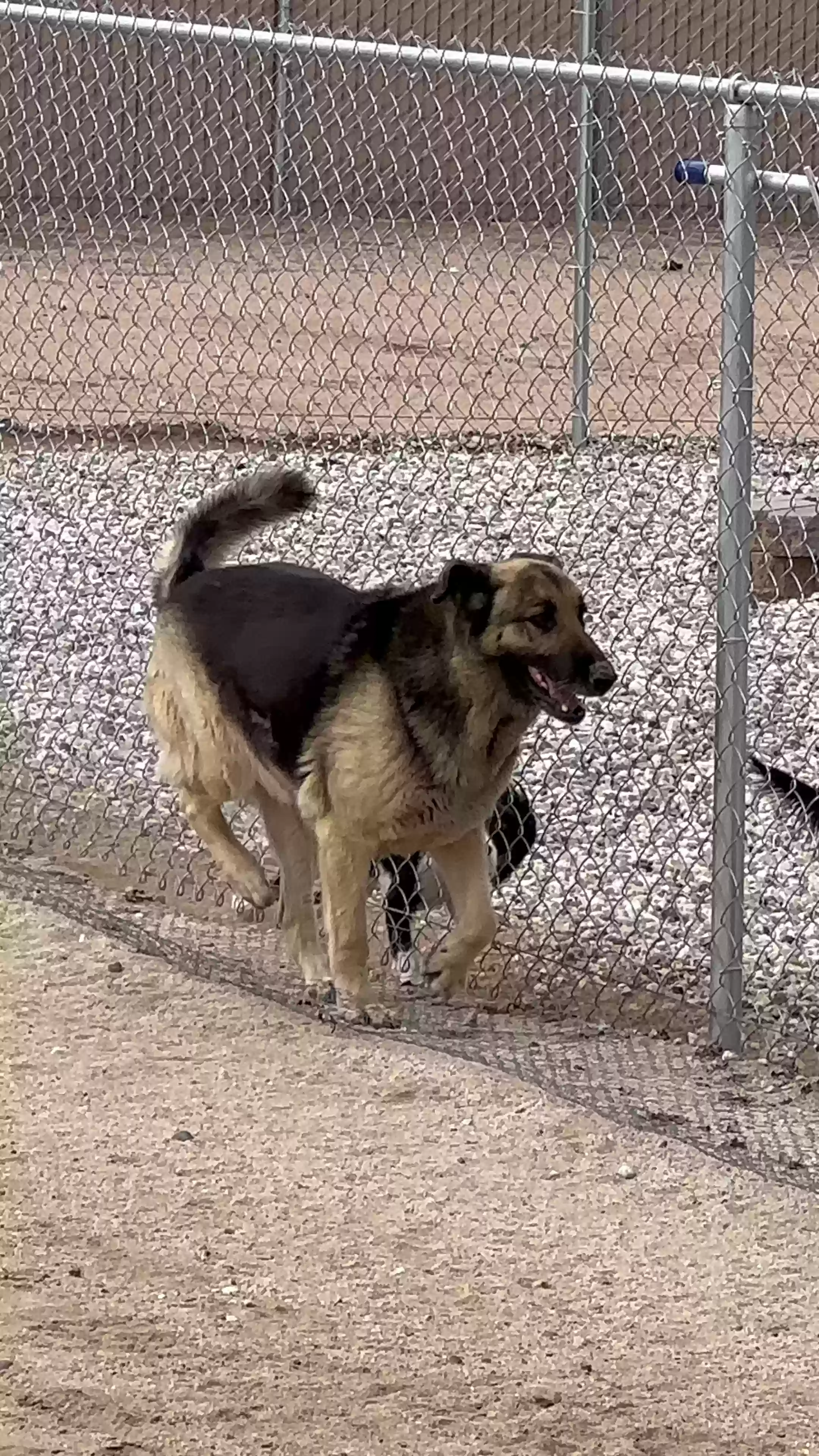 adoptable Dog in Hesperia,CA named Gracie