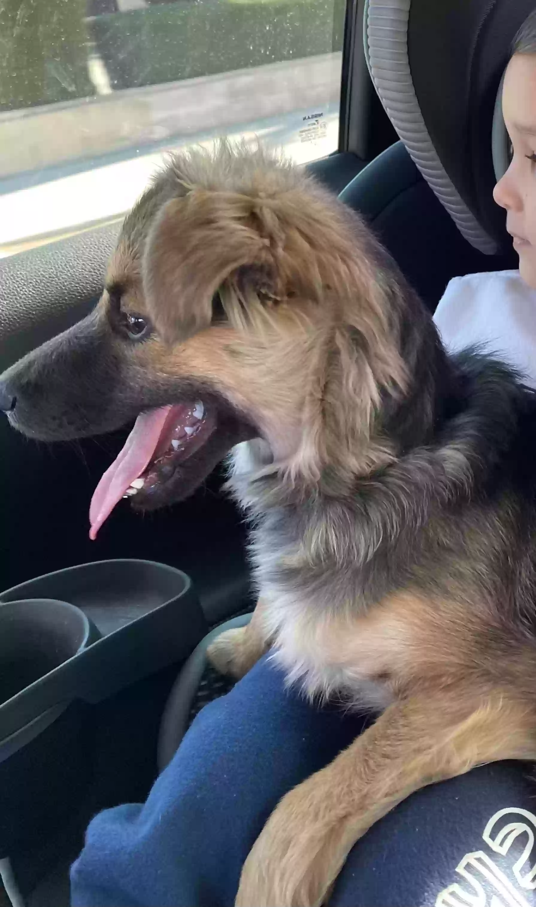 adoptable Dog in La Puente,CA named Lulu