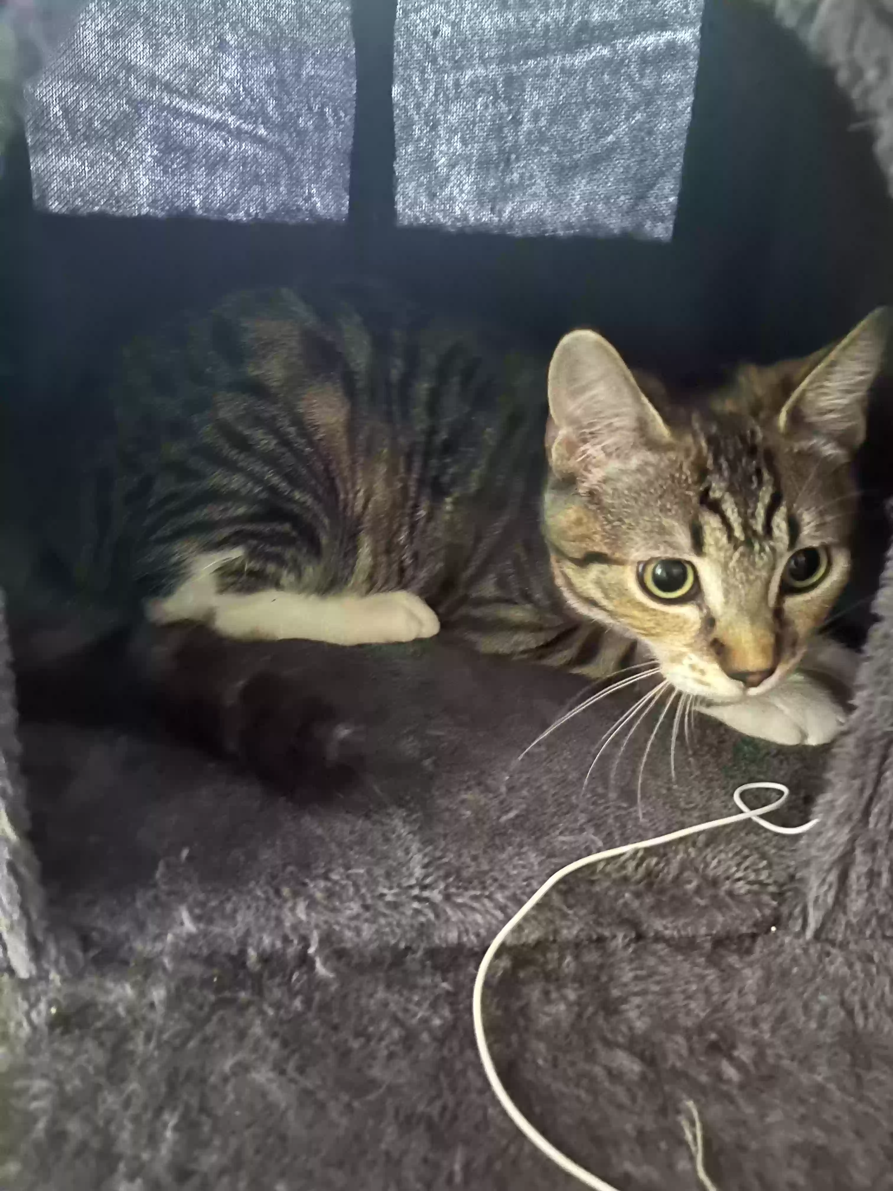adoptable Cat in Boise,ID named Borquita