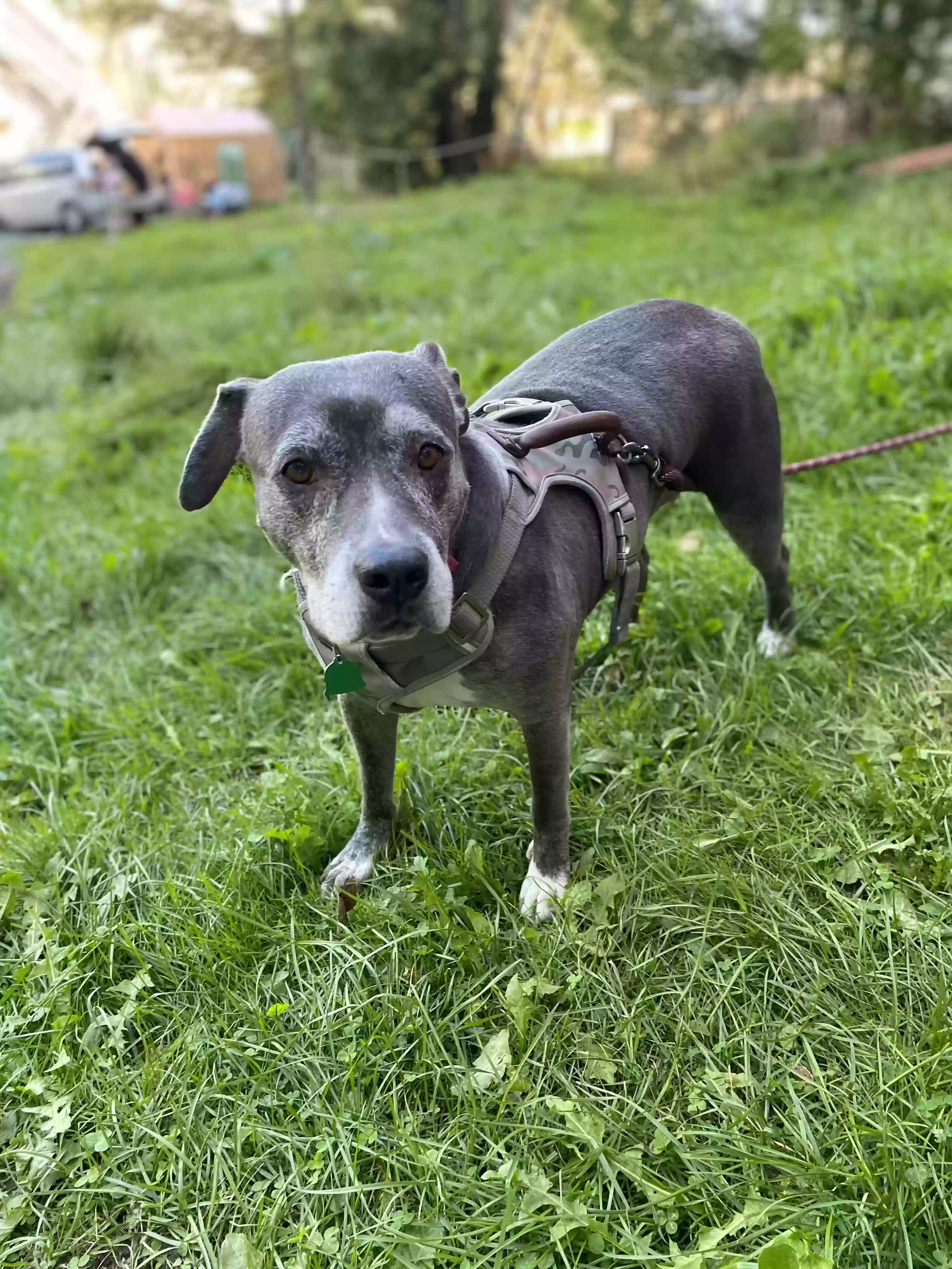adoptable Dog in Barre,VT named Diva