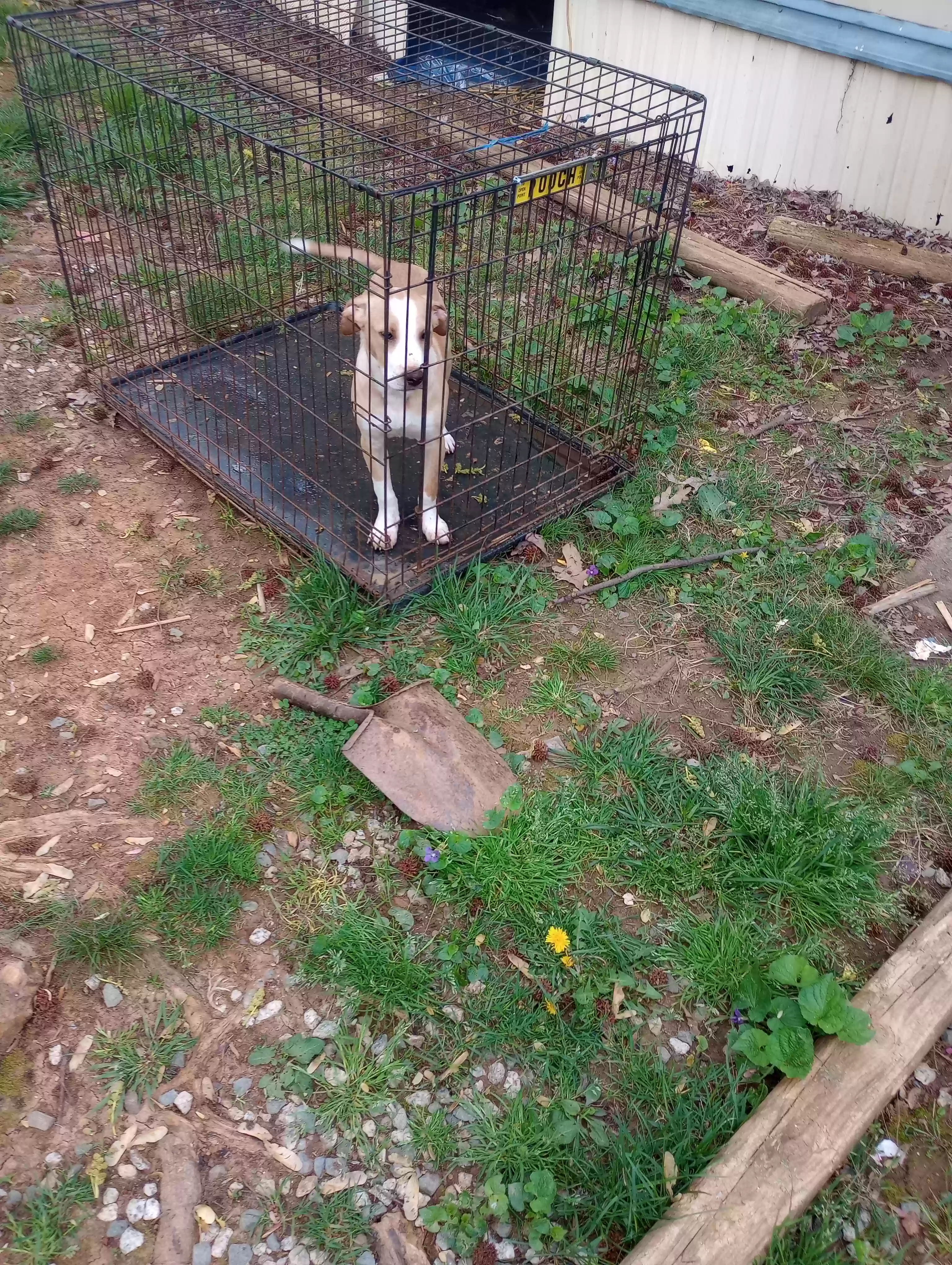 adoptable Dog in Greensboro,NC named Bentley