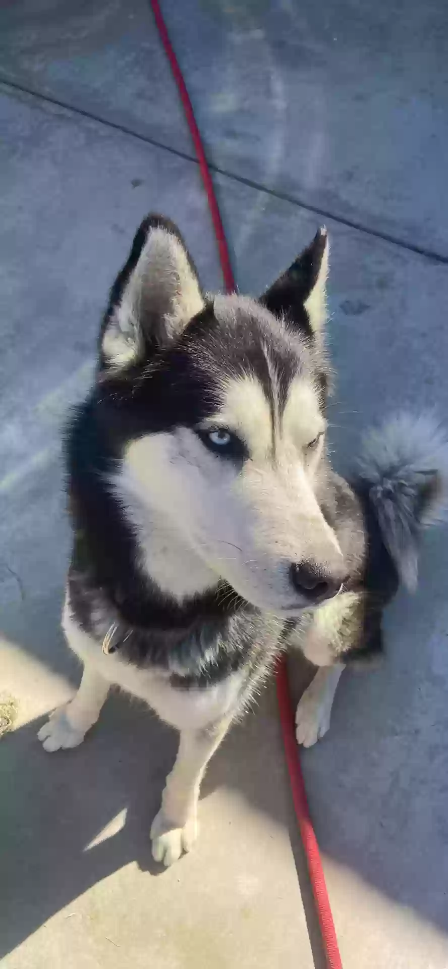 adoptable Dog in Coachella,CA named 