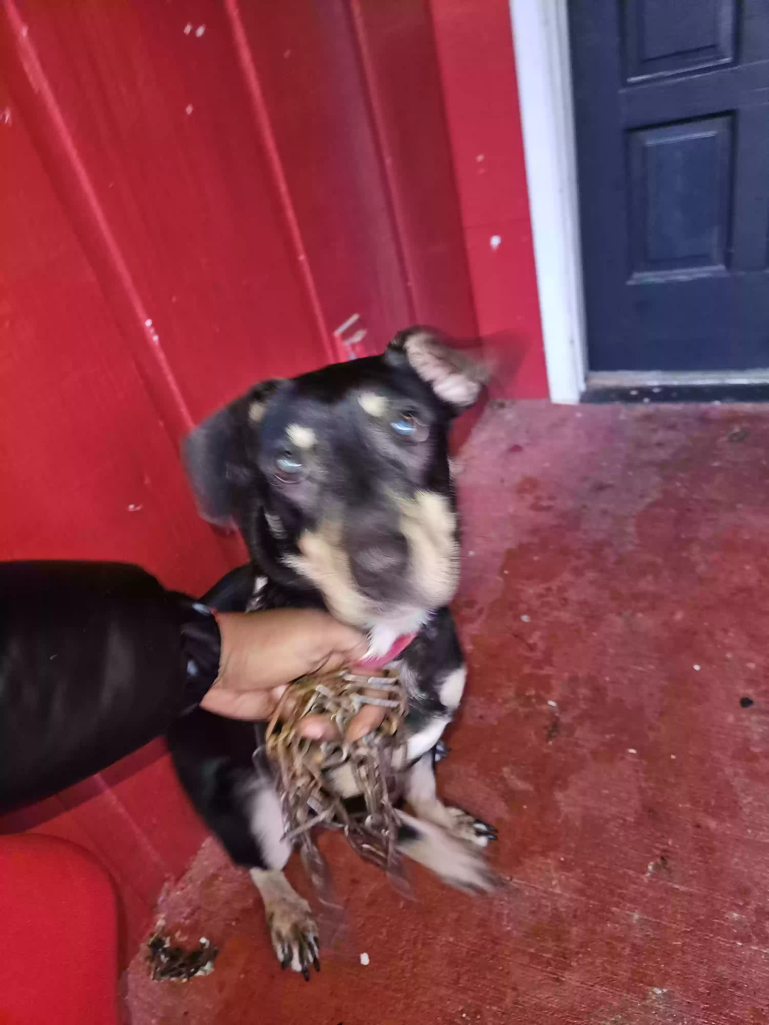 adoptable Dog in Ellenwood,GA named Roxy