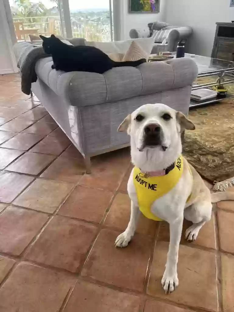 adoptable Dog in Torrance,CA named Rosie