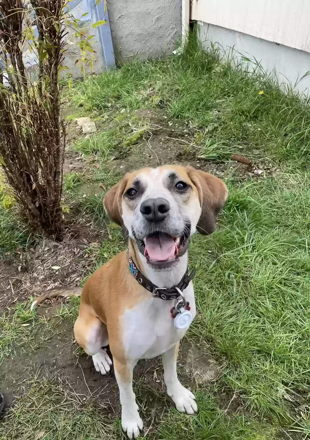 adoptable Dog in Tacoma,WA named Chico
