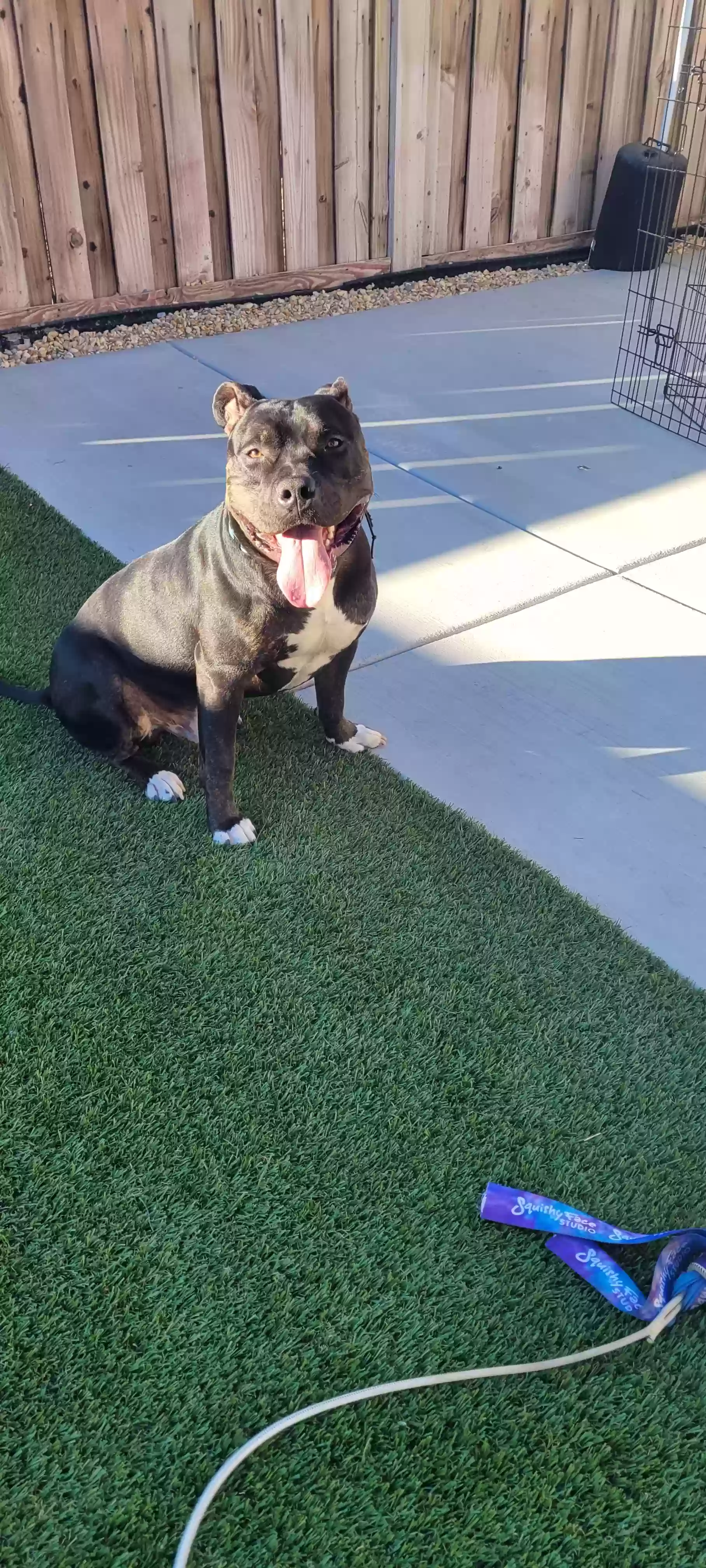 adoptable Dog in Hemet,CA named Zues